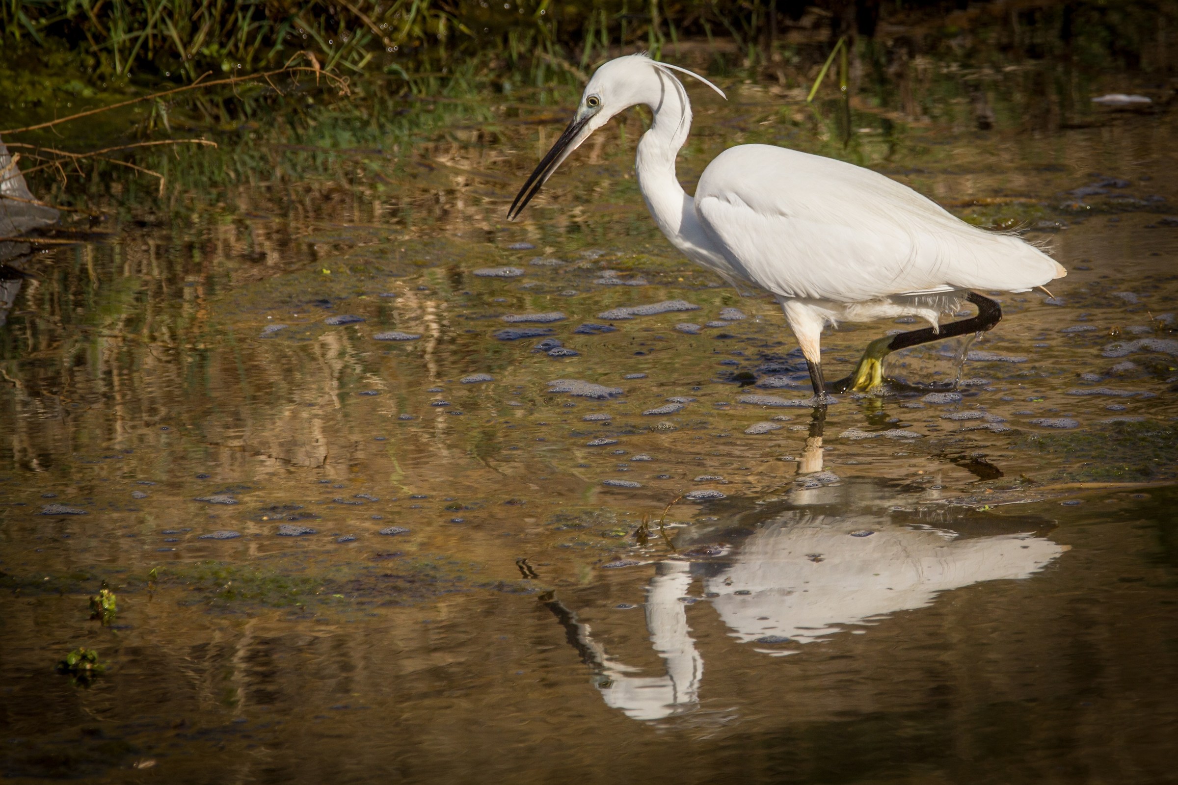 Egret