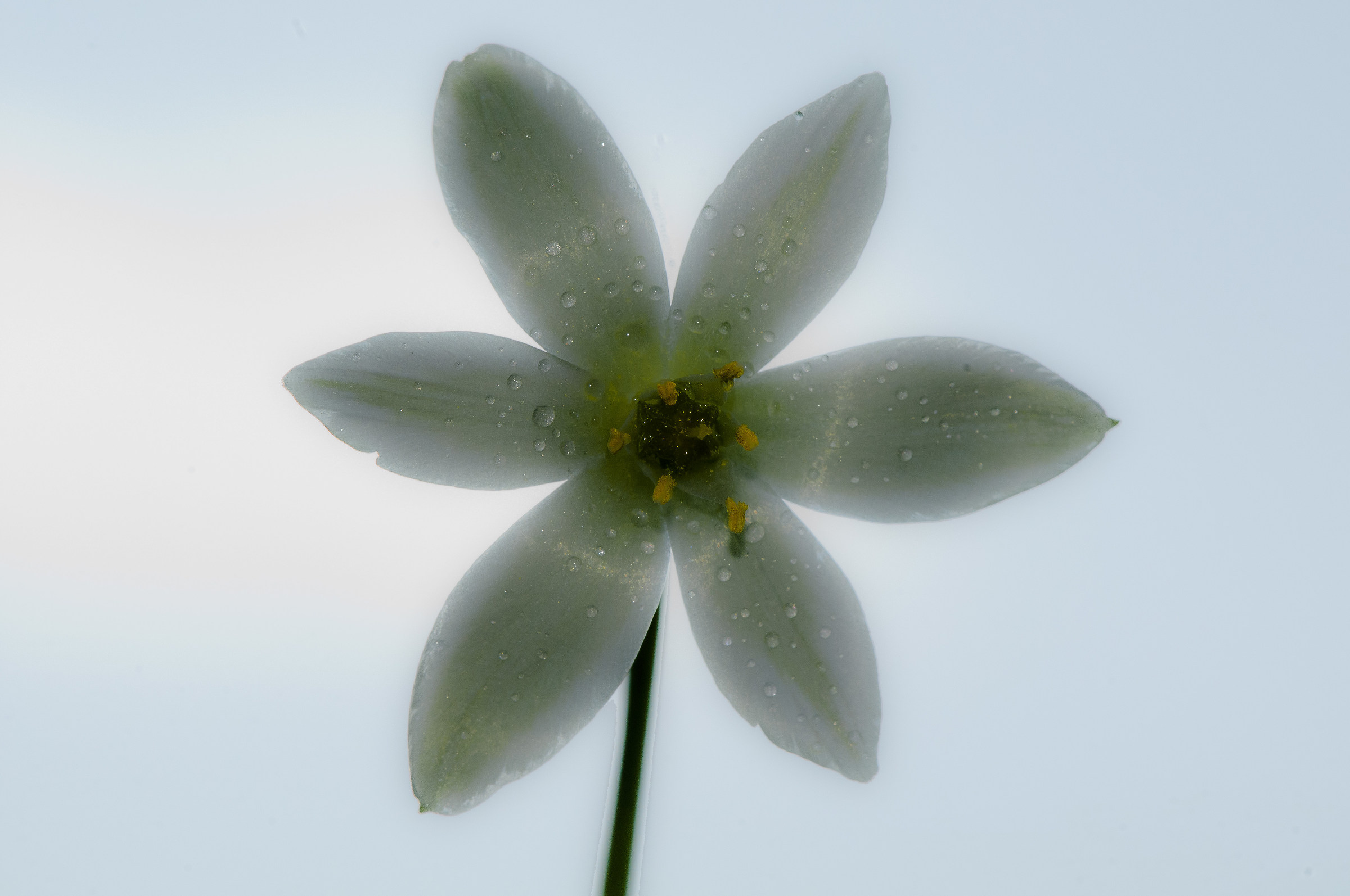 Ornithogalum umbellatum