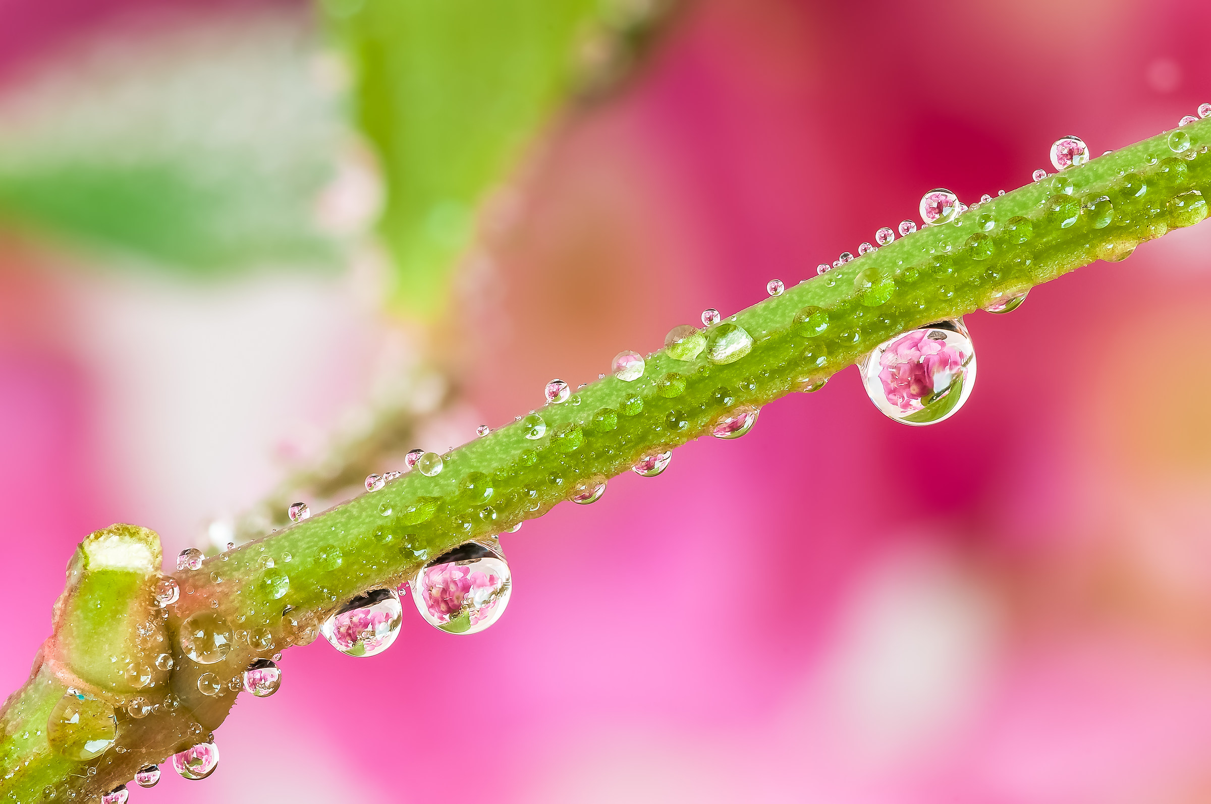 Drops e Flowers Gocce e Fiori Riflessi Mario Nicorelli