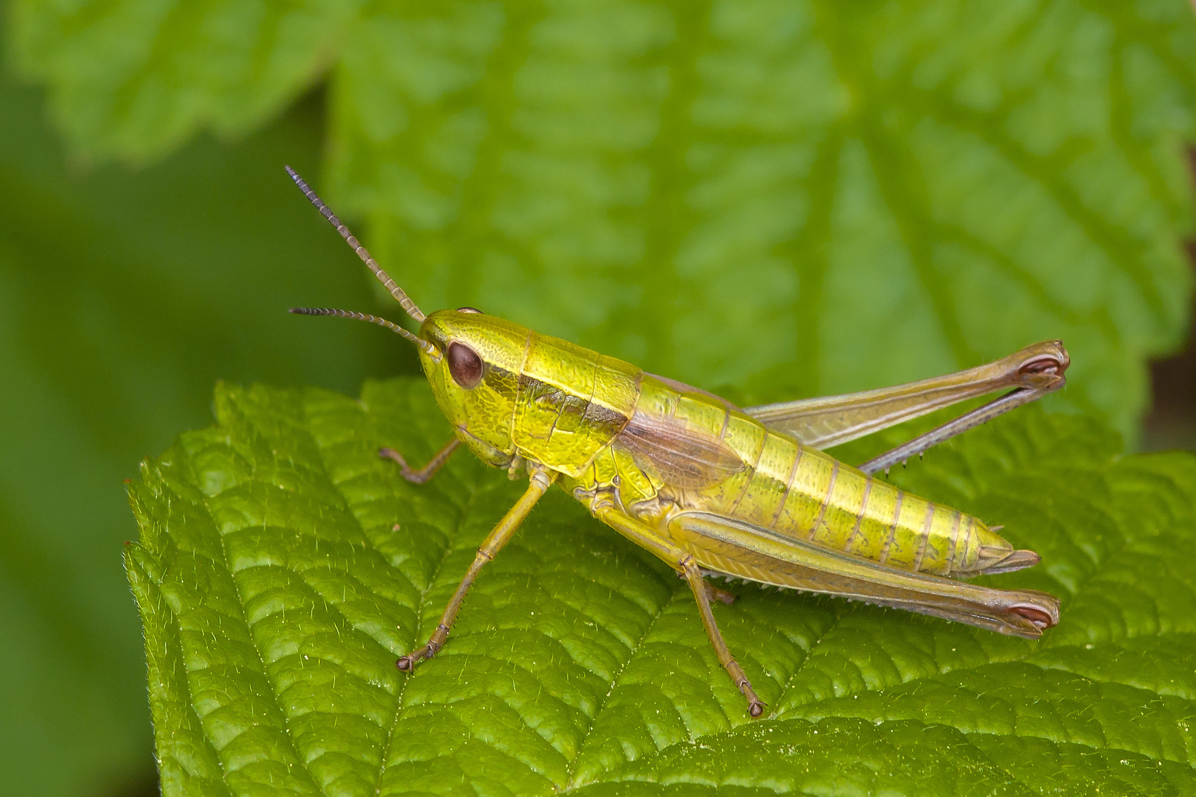Euthystira Brachyptera-Crisocraone Brachittero