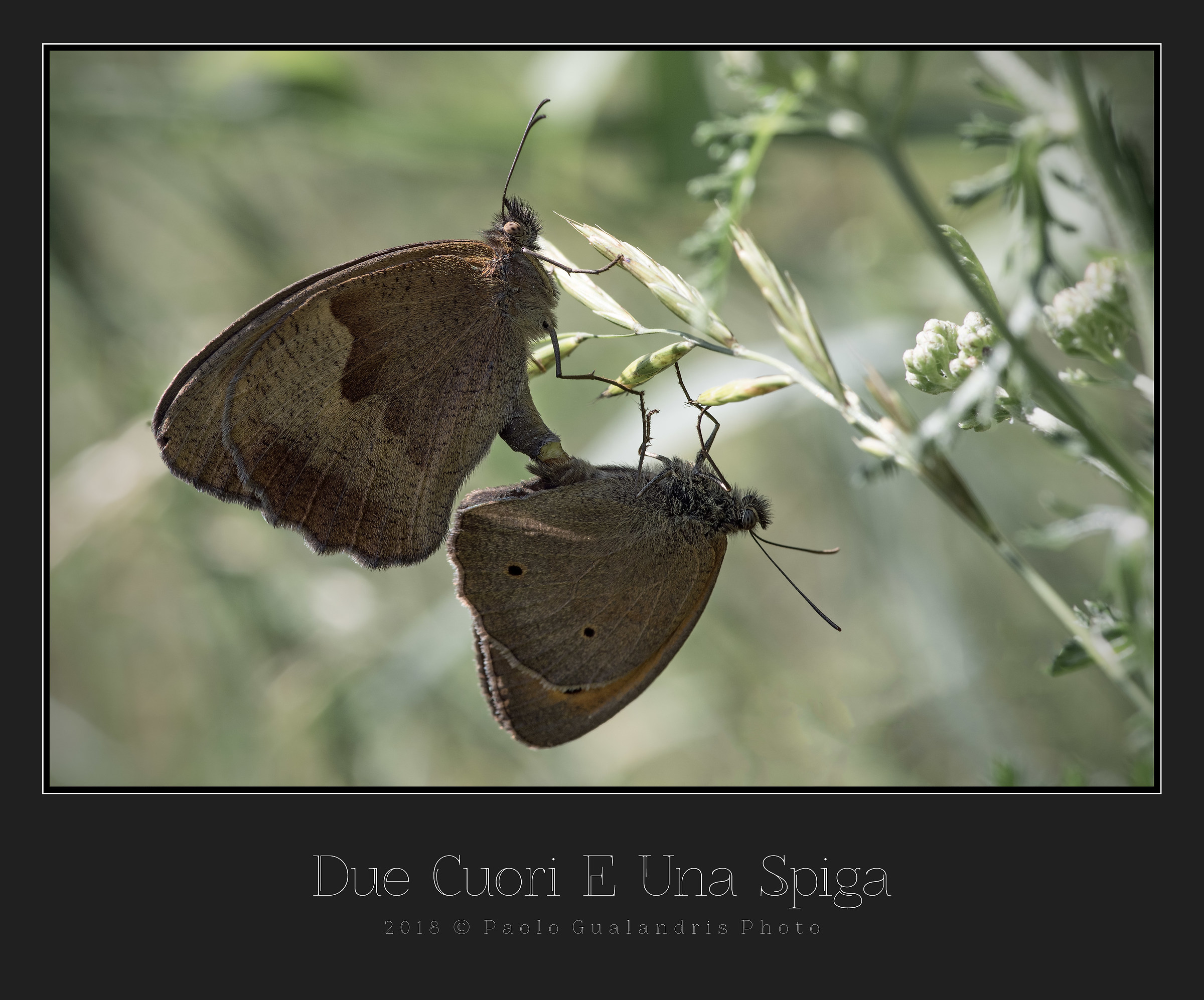 Two hearts and an ear