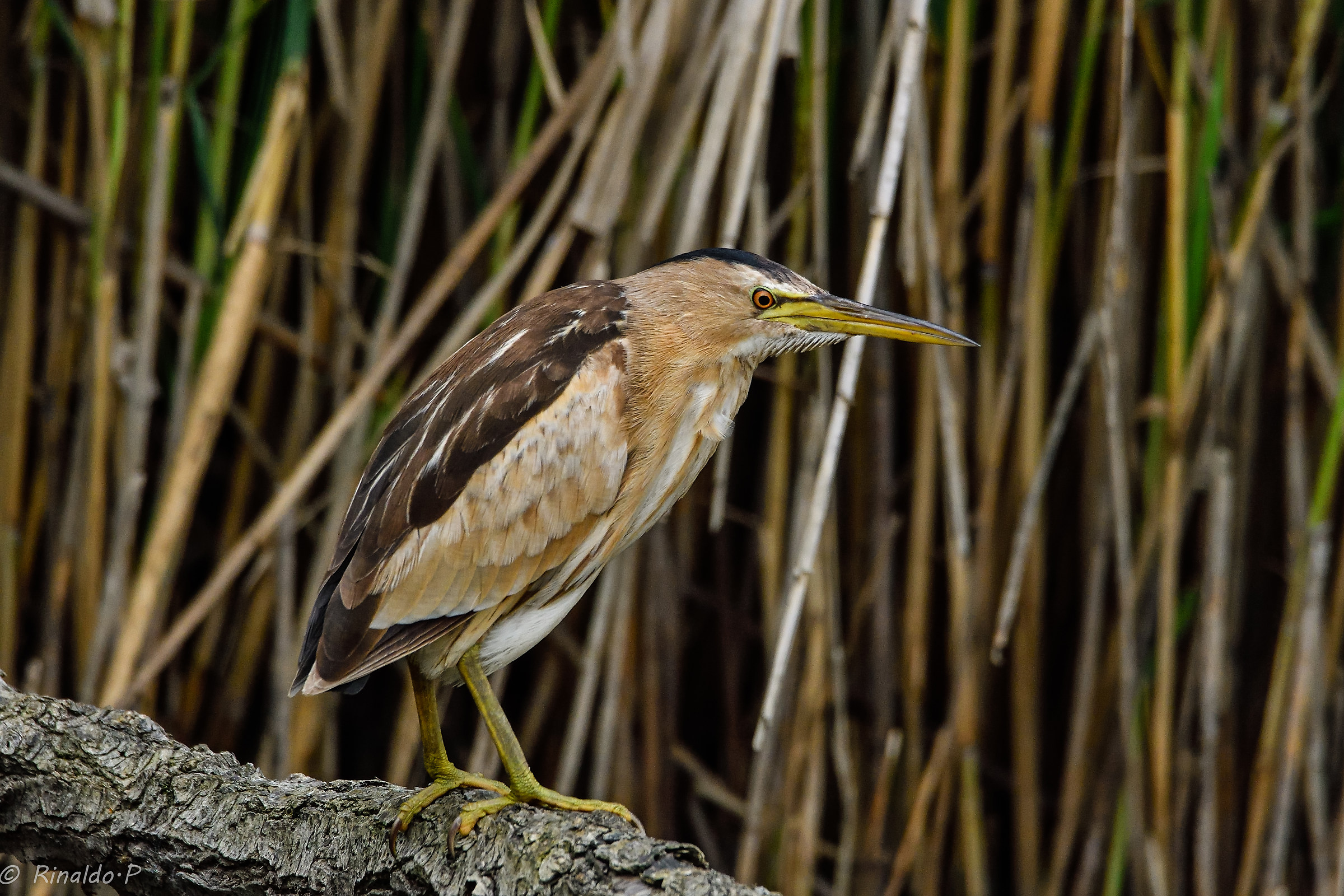 Bittern