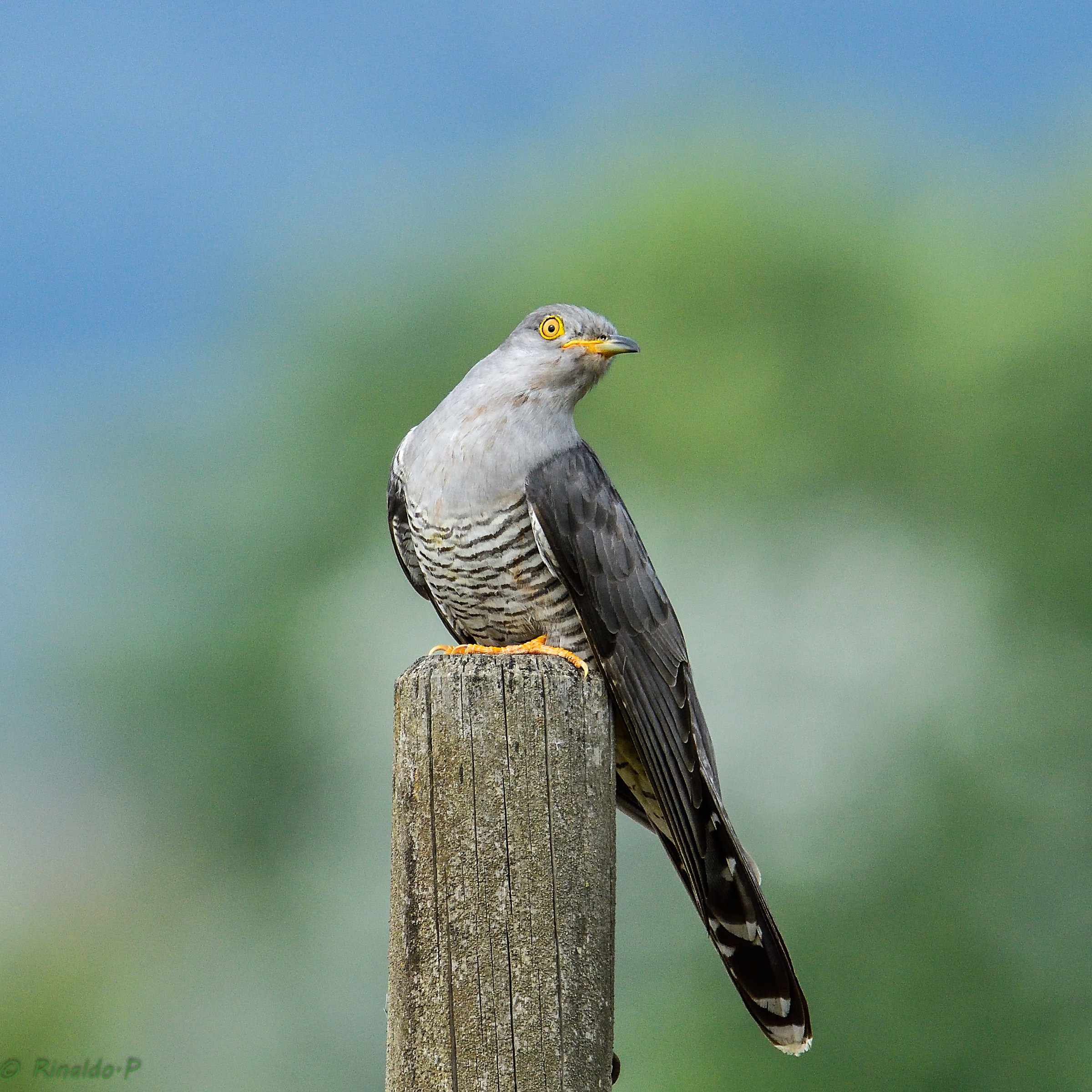 Cuckoo