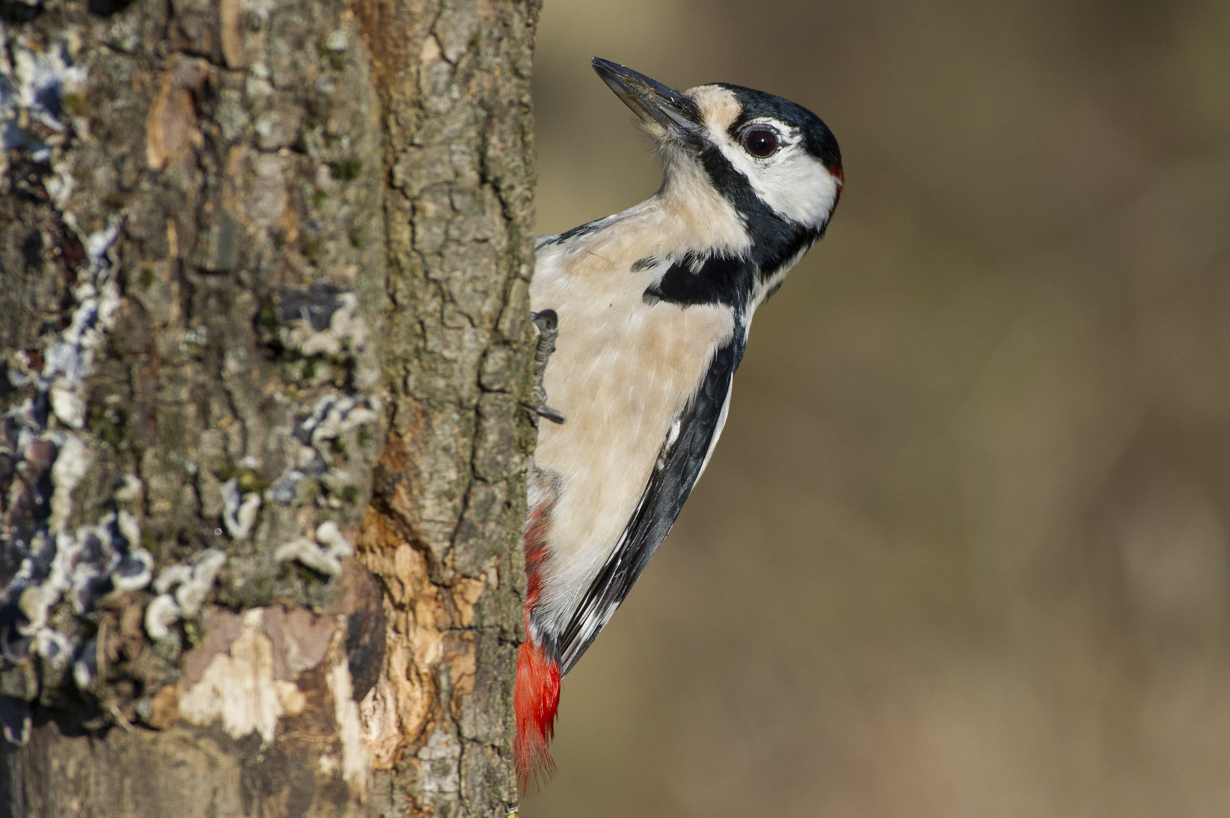 Picchio rosso maggiore
