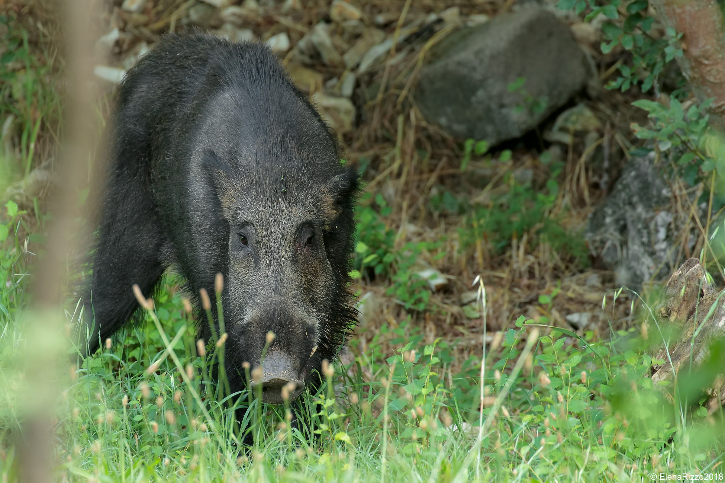 Wild boar