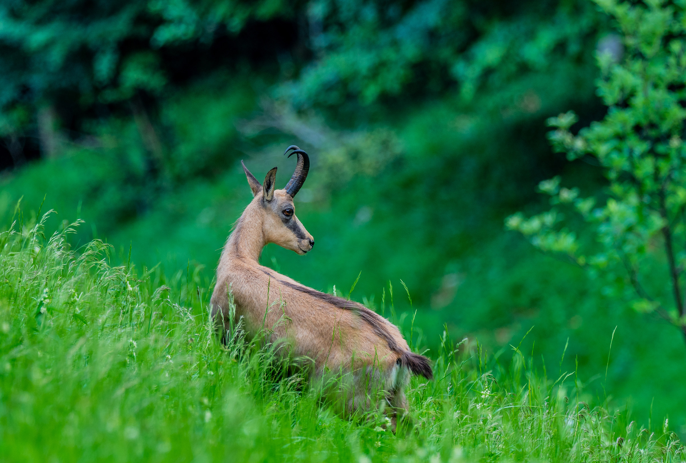 Camoscio maschio quasi in manto estivo