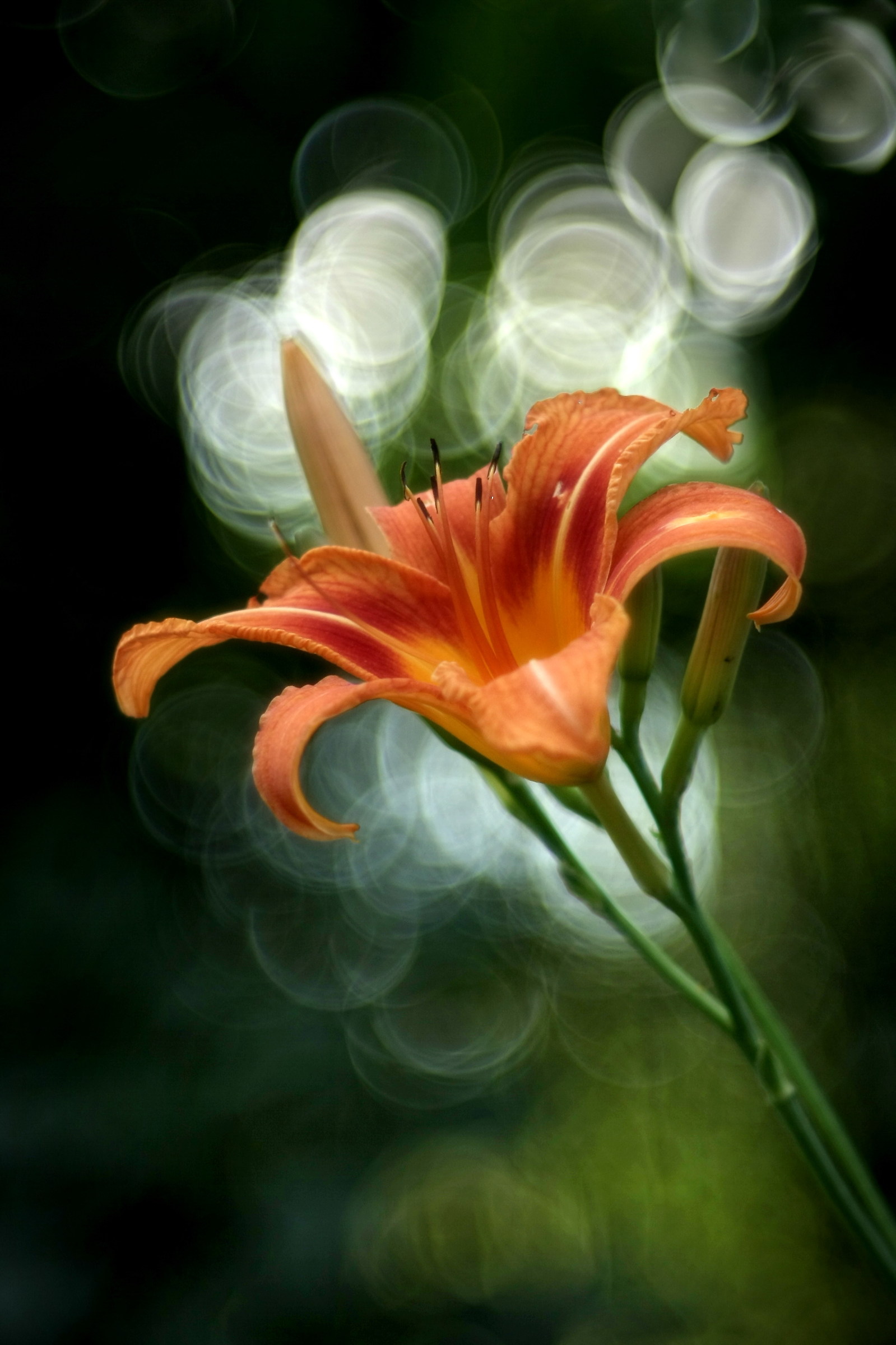 Lilium