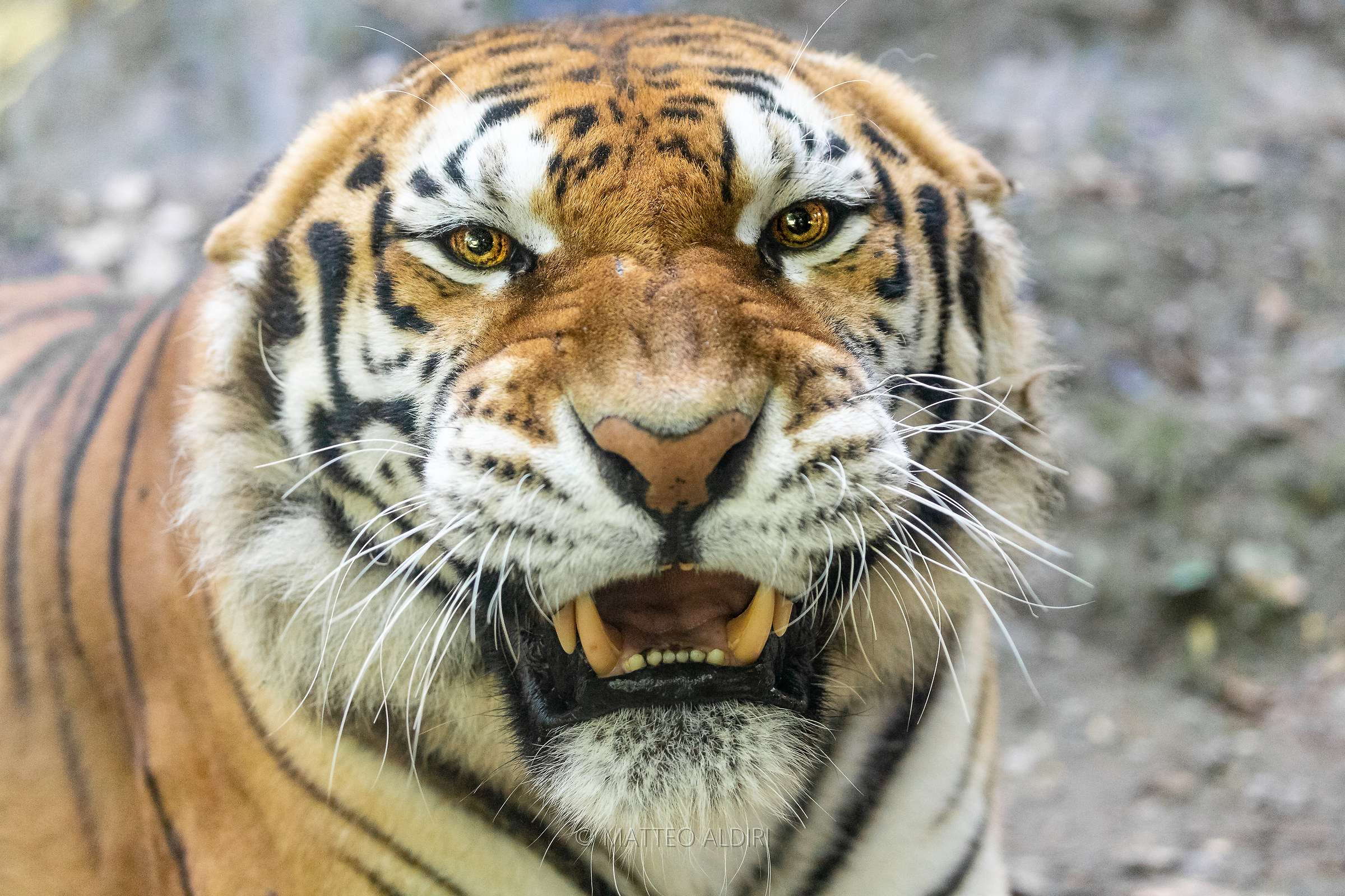 sfida di sguardi nel parco "le cornelle"