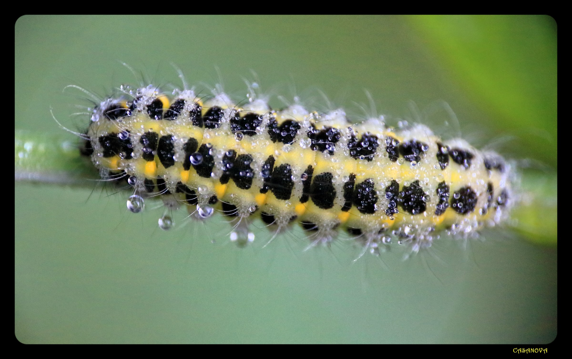 Zygaena with Morning Dew