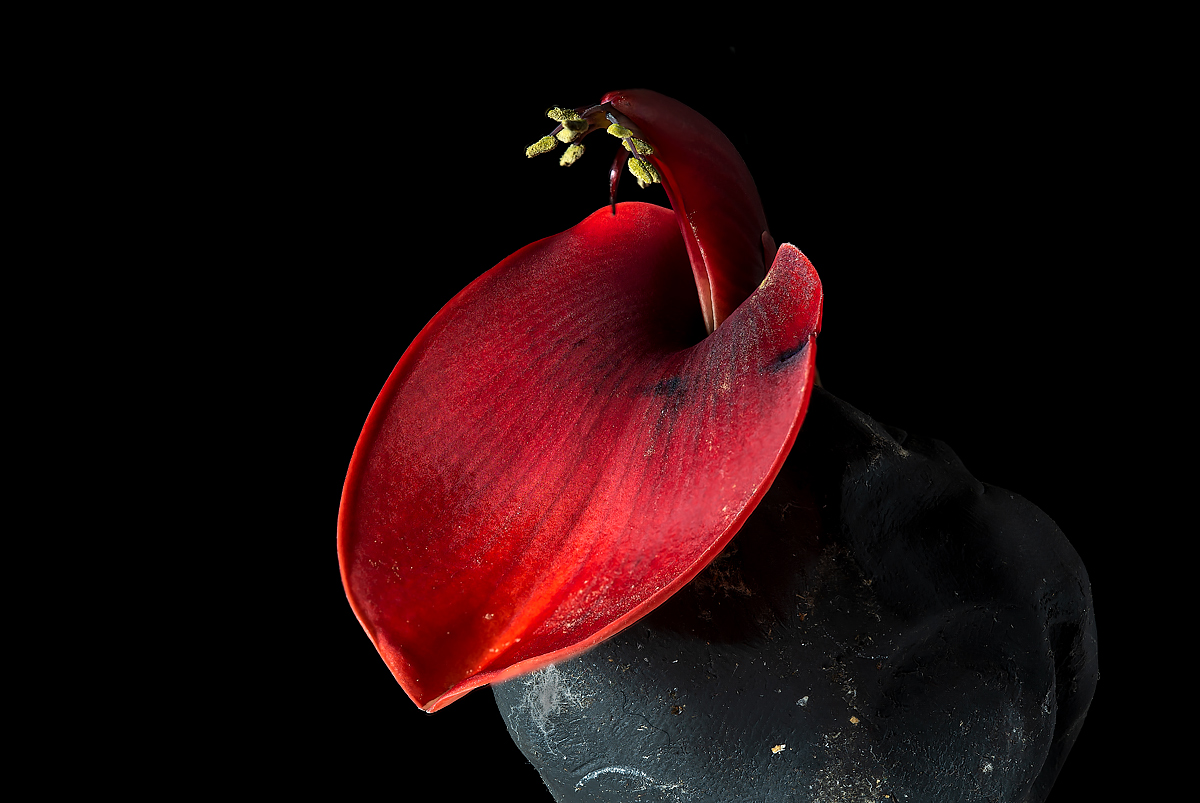 Erythrina crista-galli   (Albero del corallo)