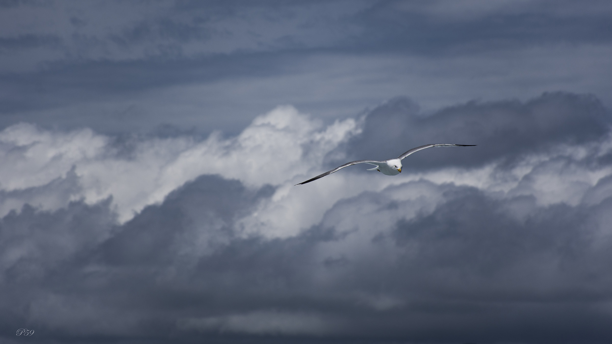 In volo con Jonathan