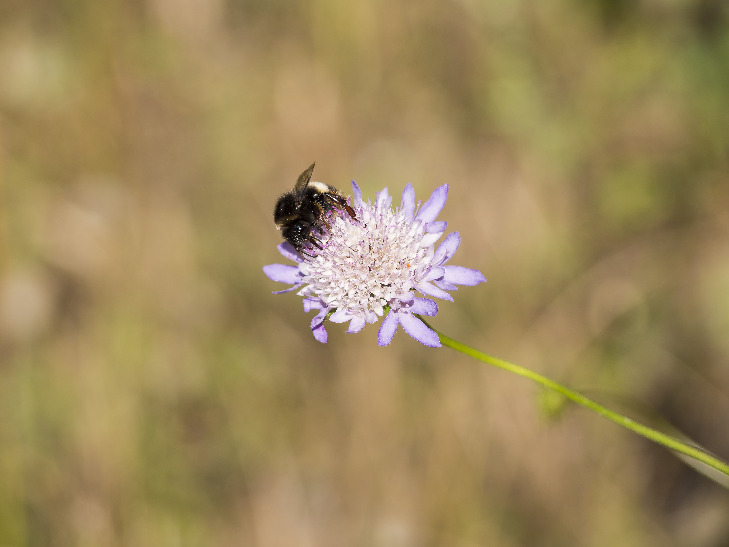 Bombus