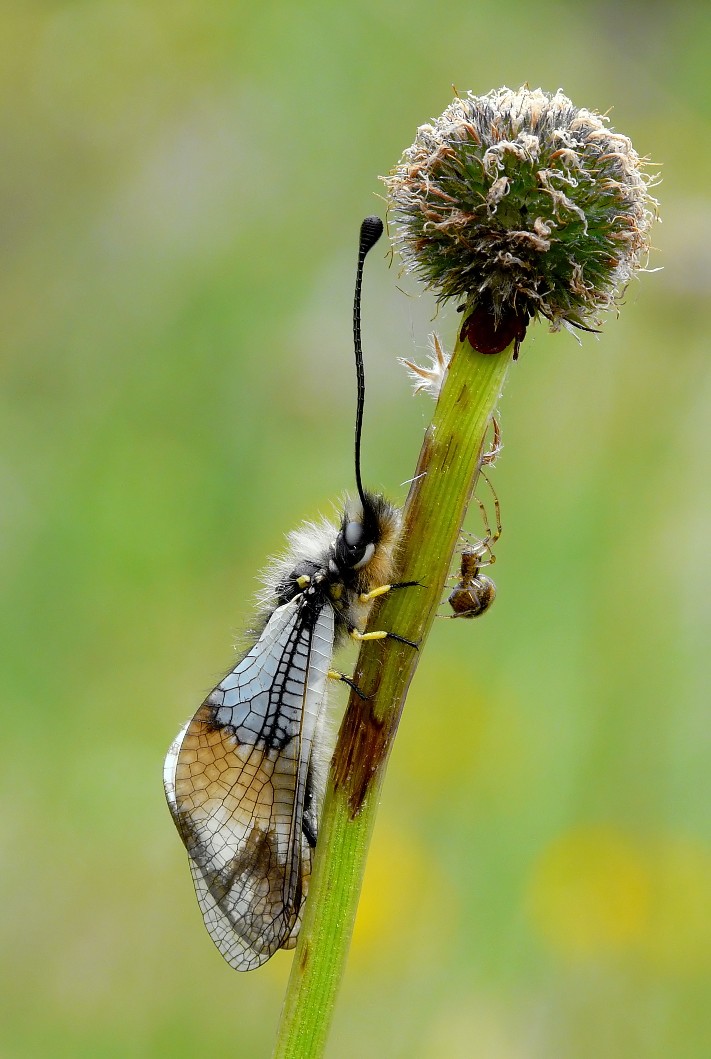 Who is the intruder ....???