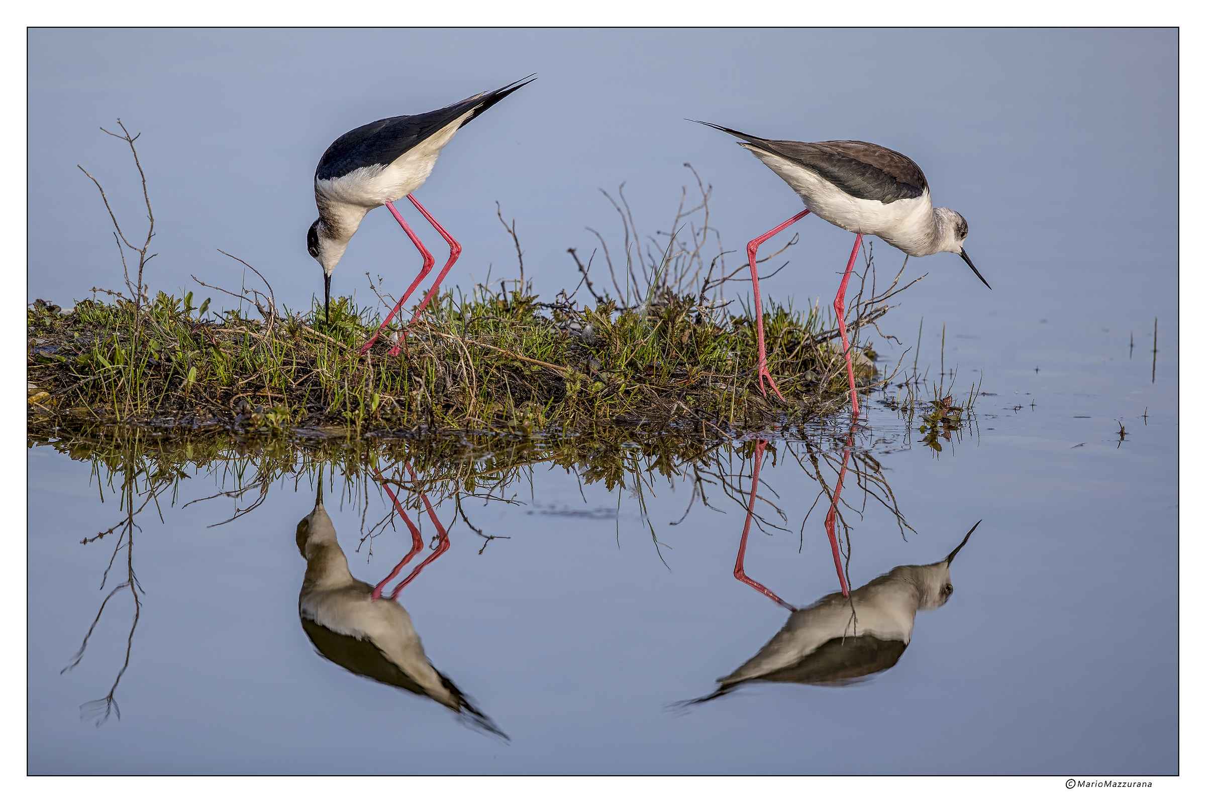 Cavalieri d'italia "Coppia"