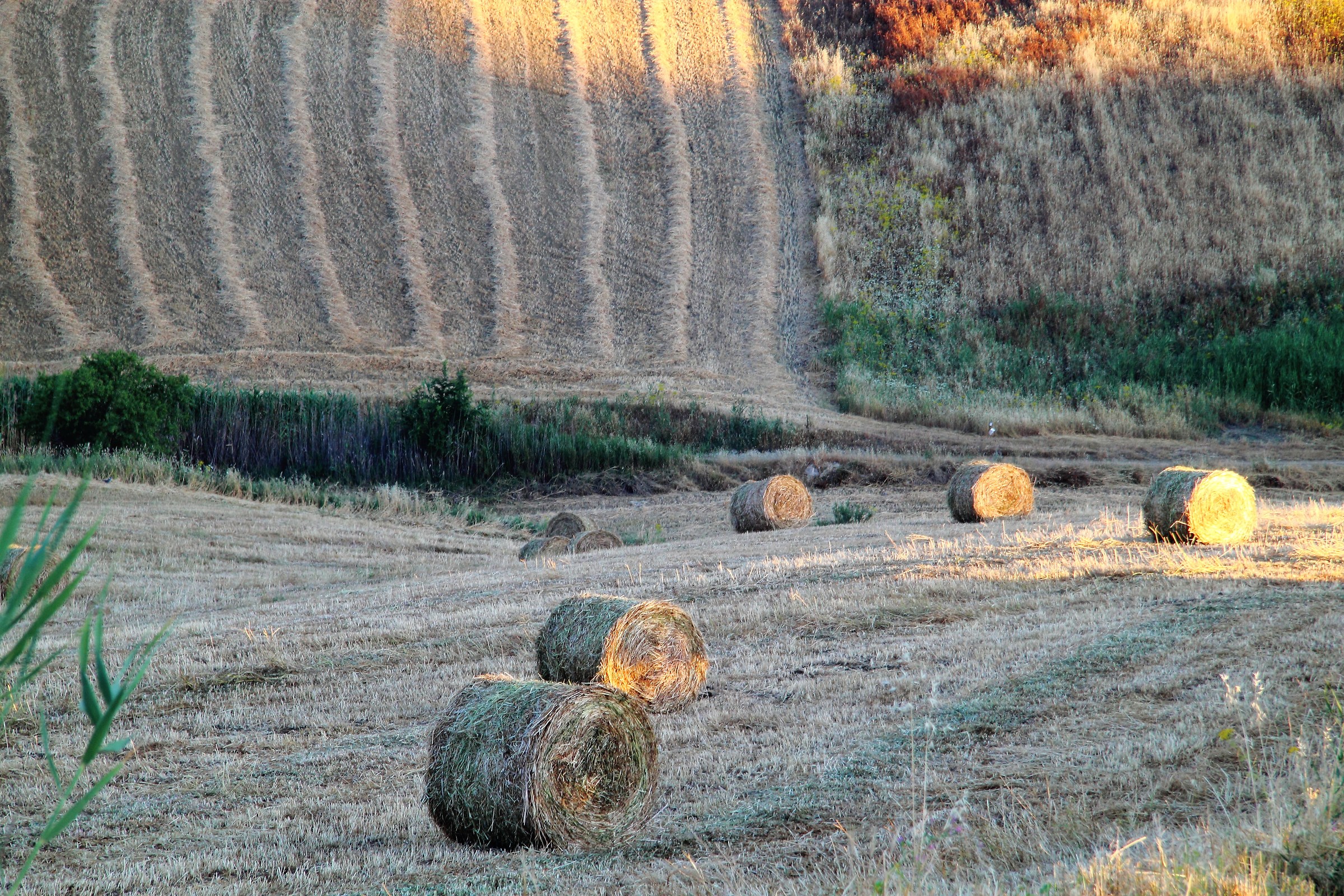 Bales