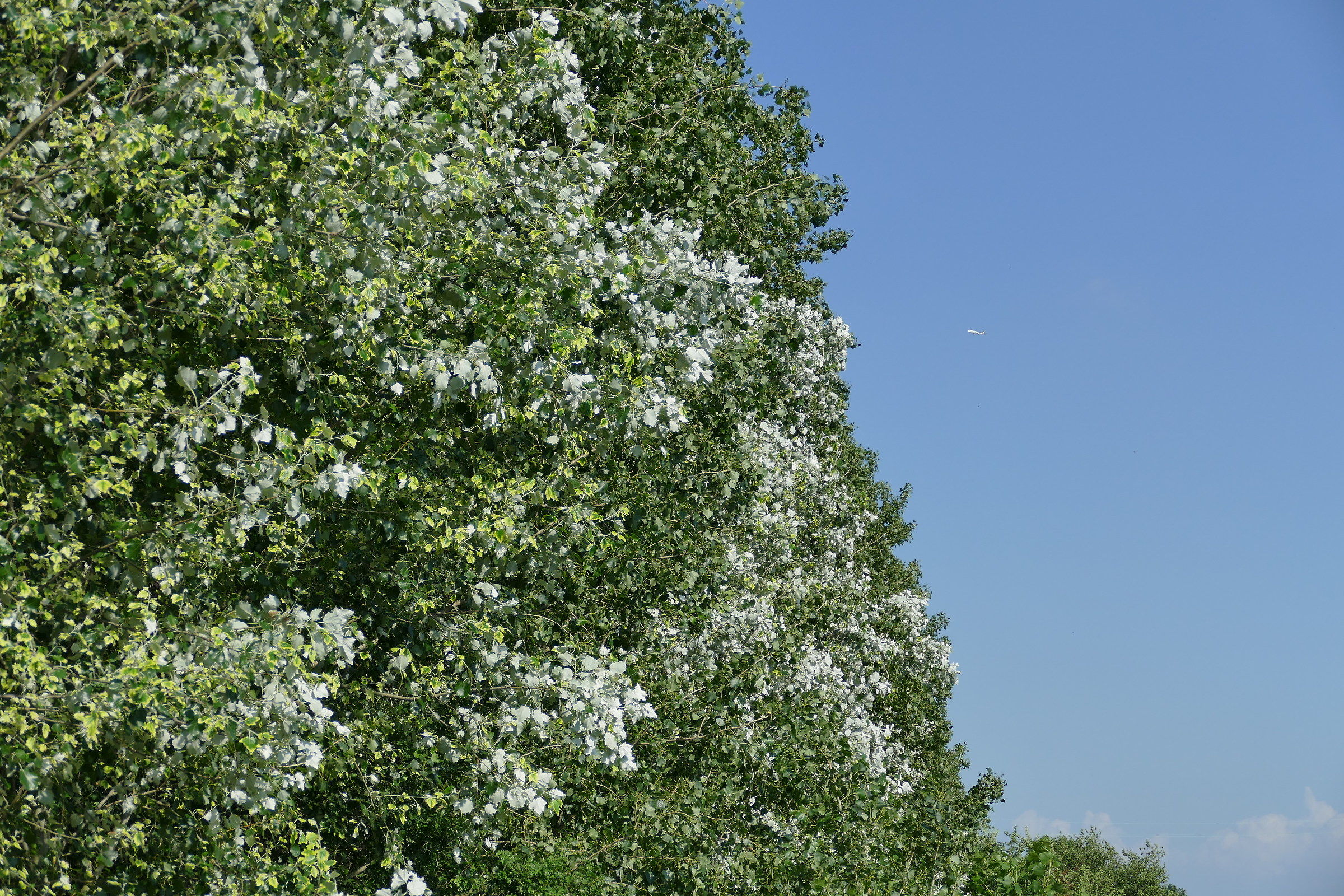 il "rovescio lella foglia