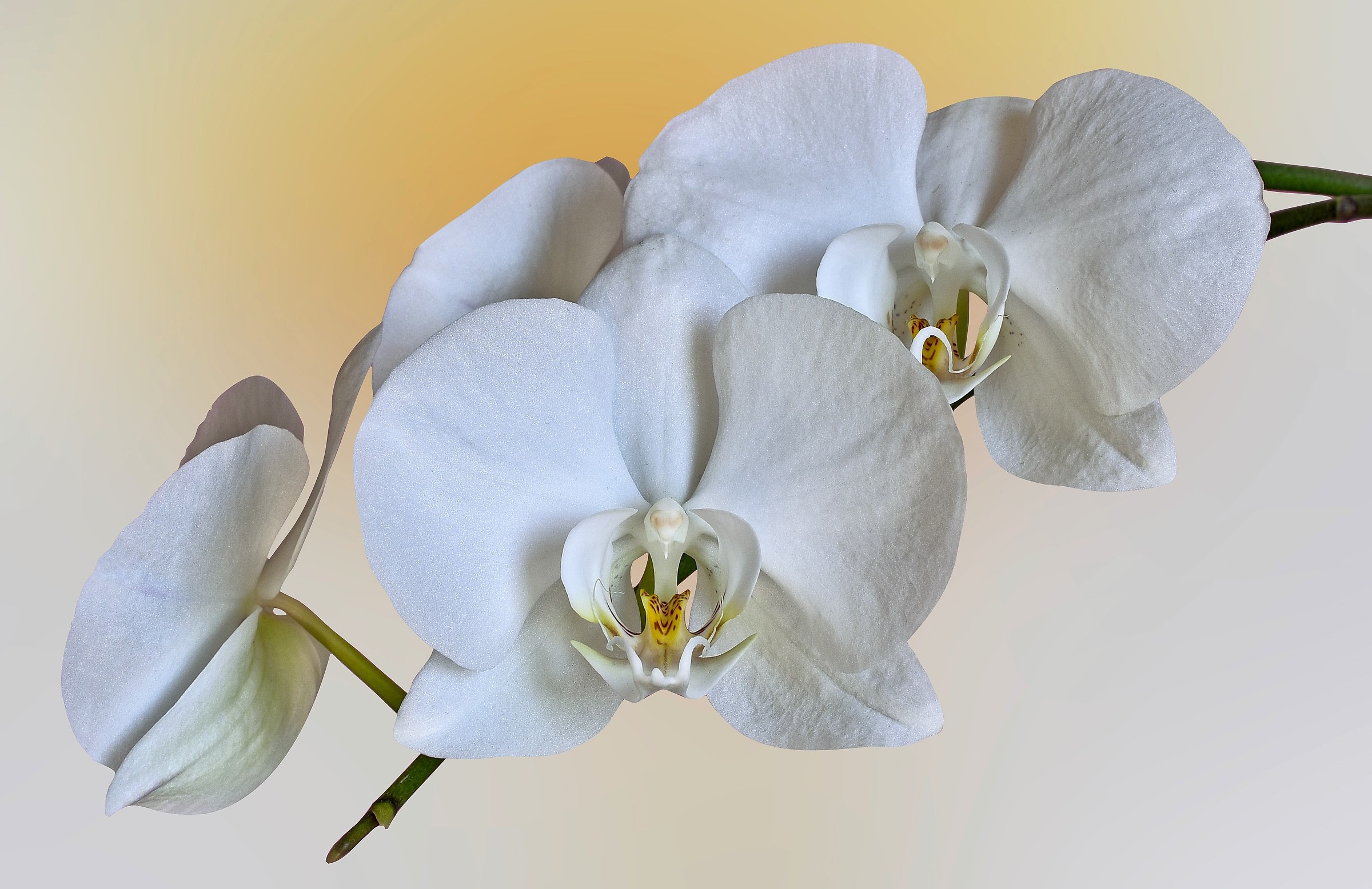 White Orchid