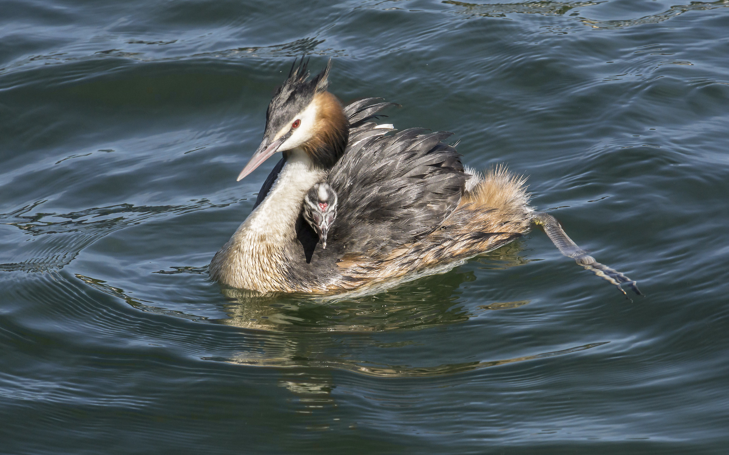 Grebe with a chick on the rump