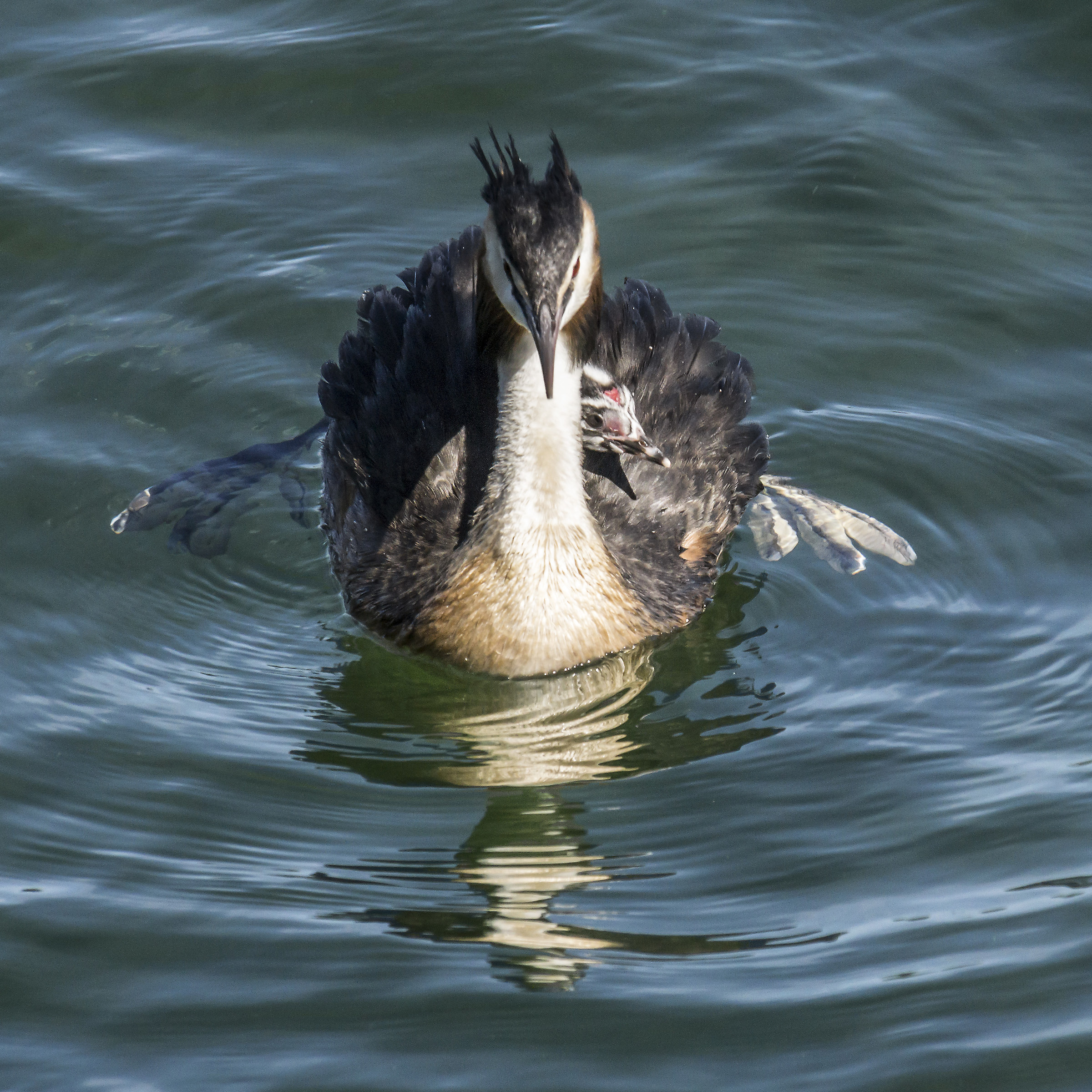 Grebe with a chick on croup-2