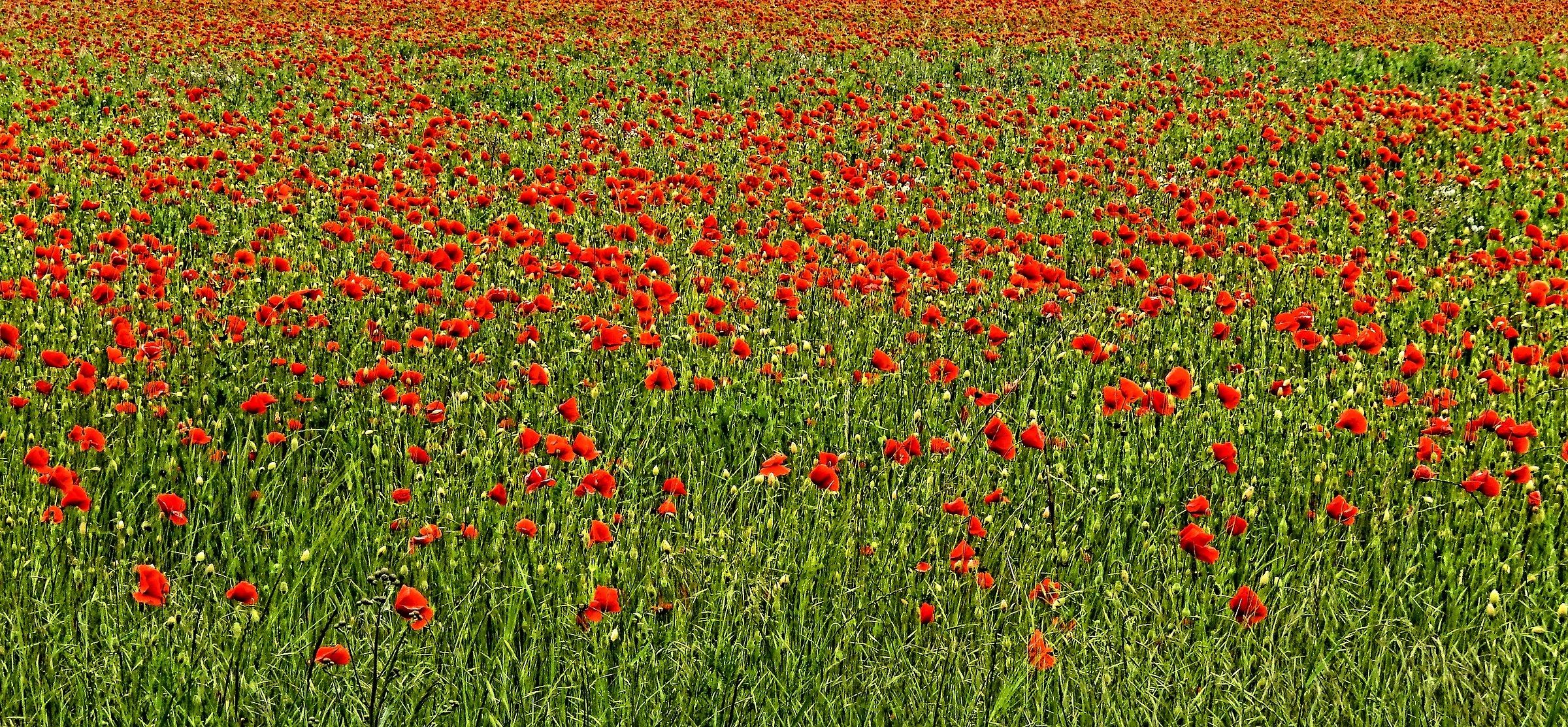 It is not the rose is not the tulip..