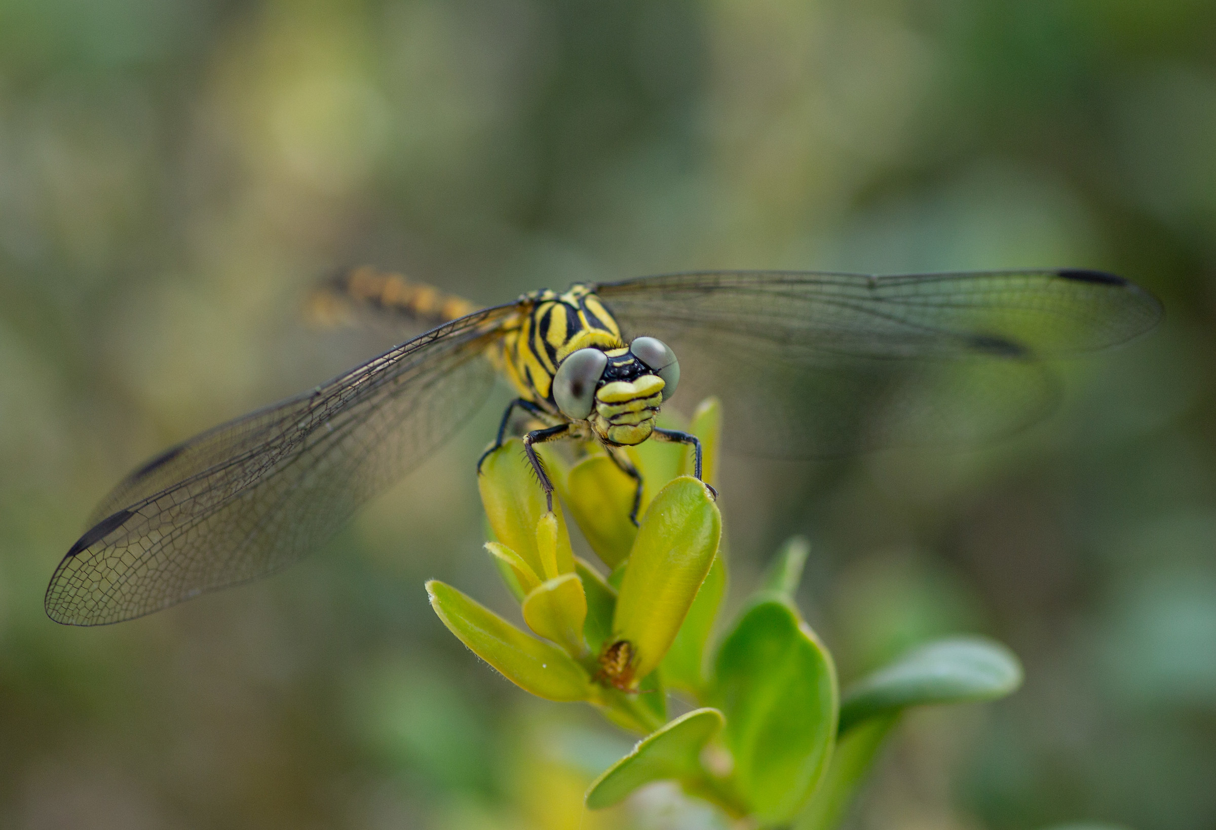 Libellula posata