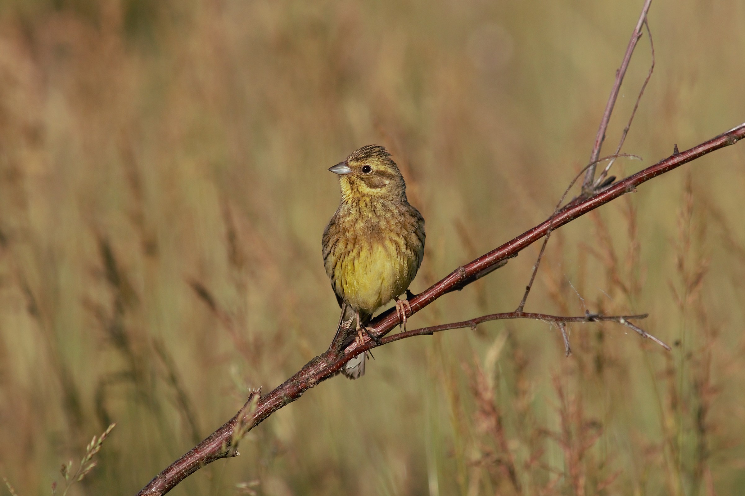 Yellowhammer (Emberiza citrinella)