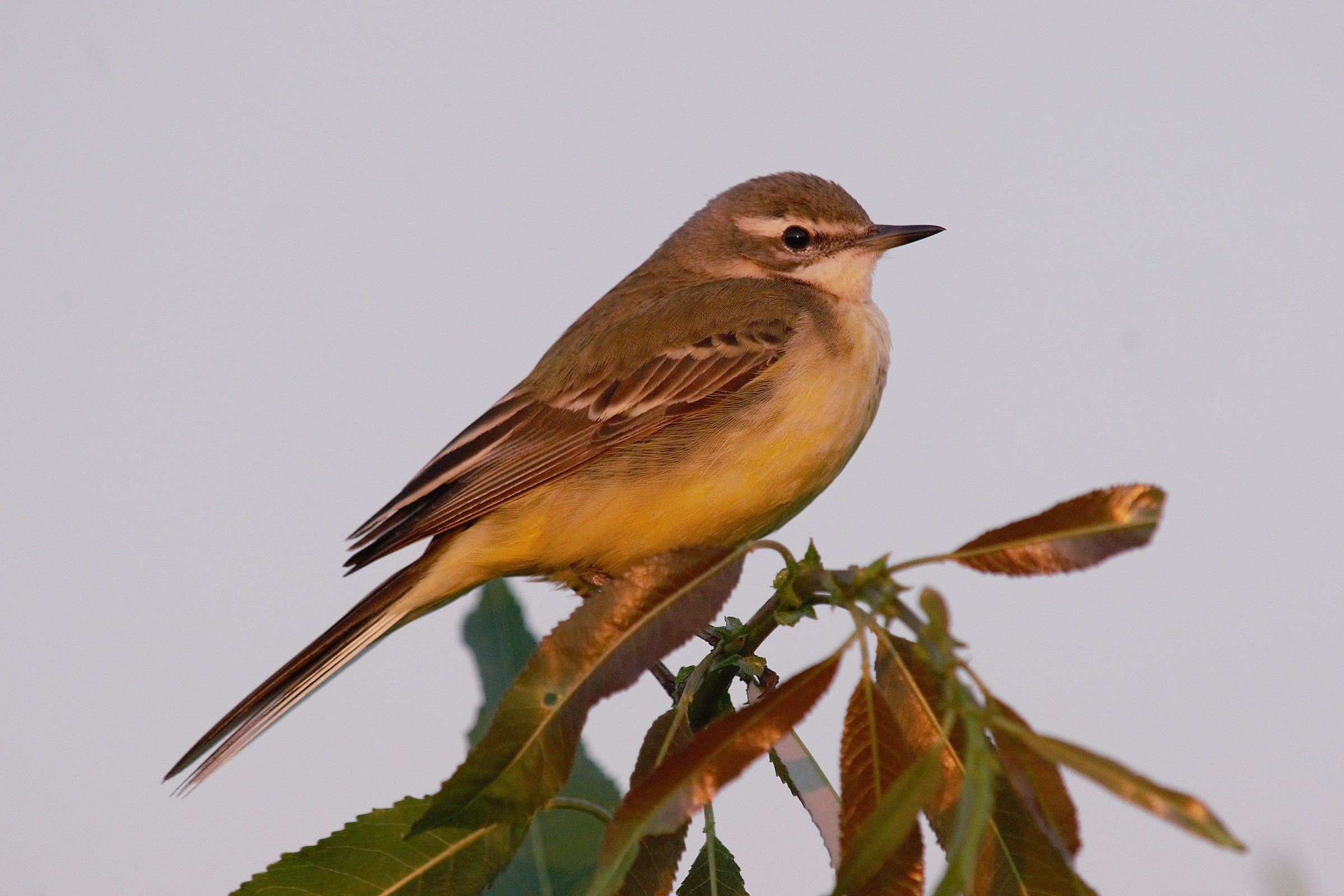 Cutrettola giallo occidentale (Motacilla flava)