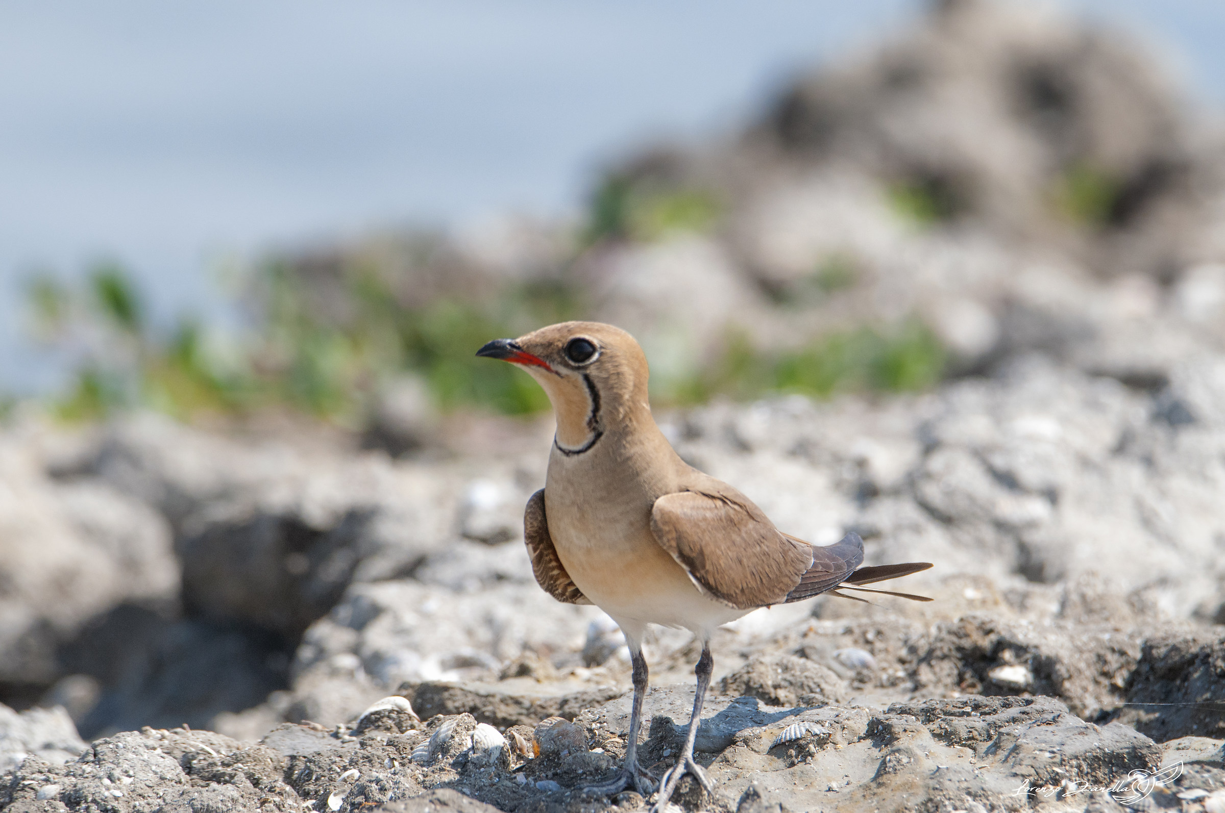 Sea Partridge