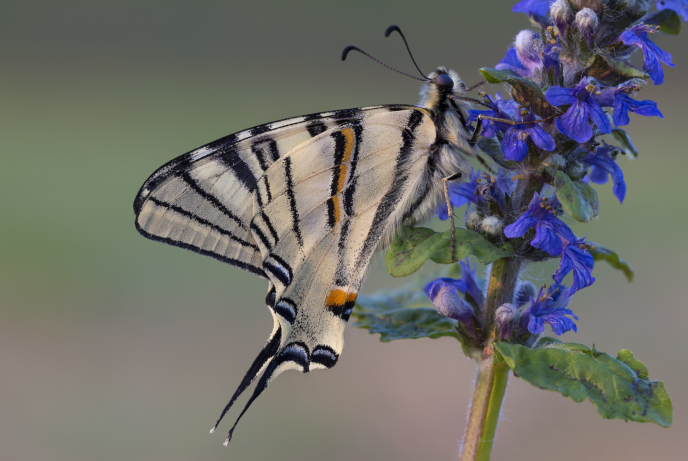 Swallowtail