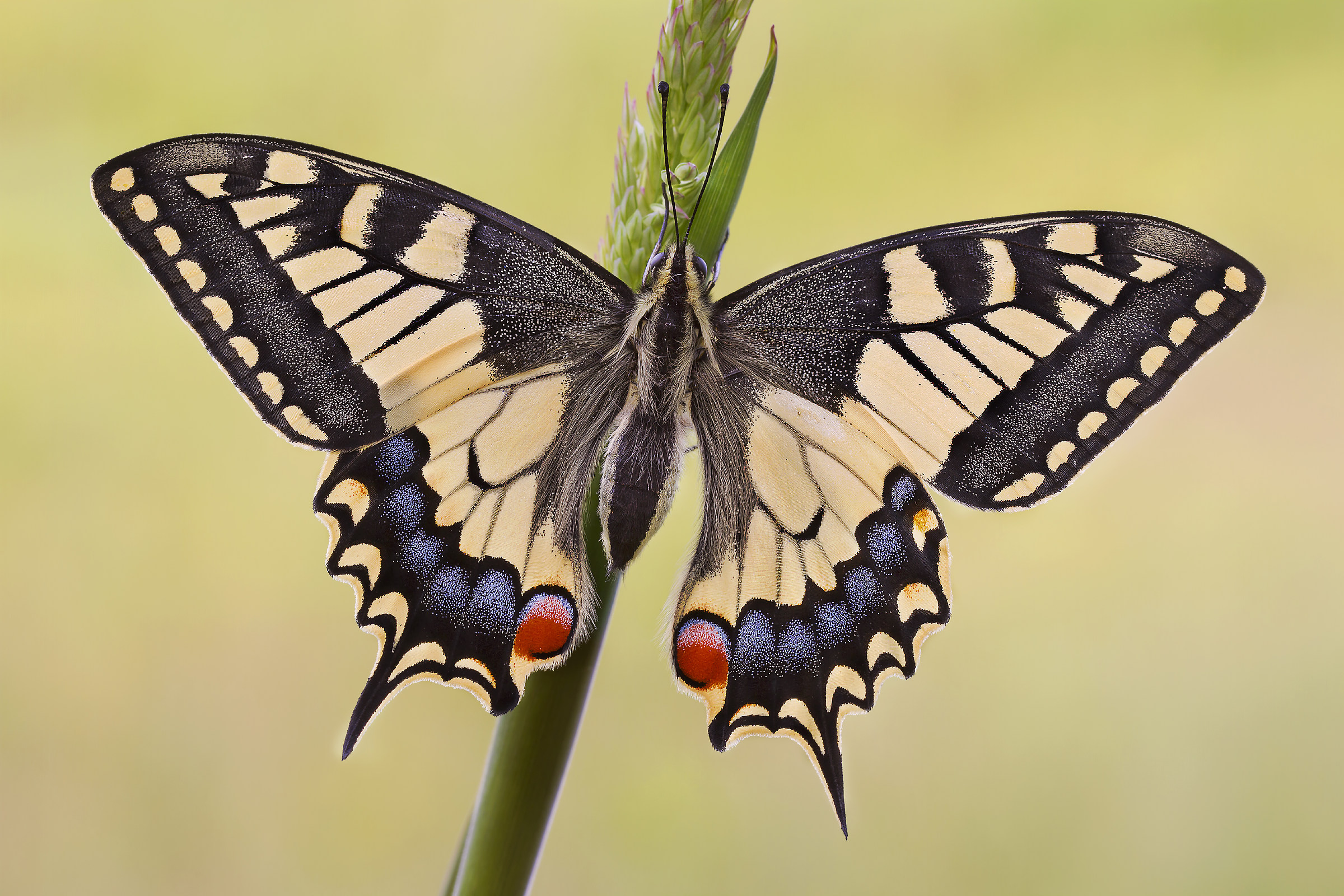 Swallowtail