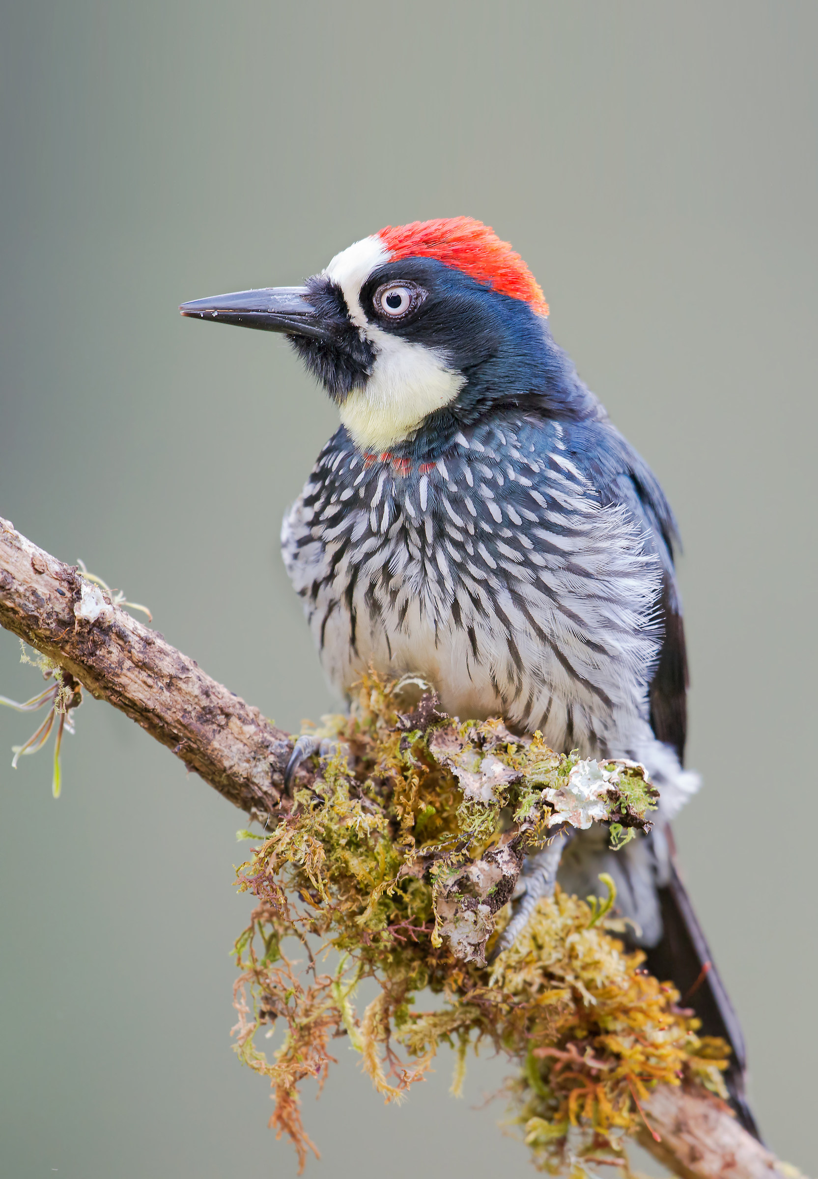 melanerpes formicivorus