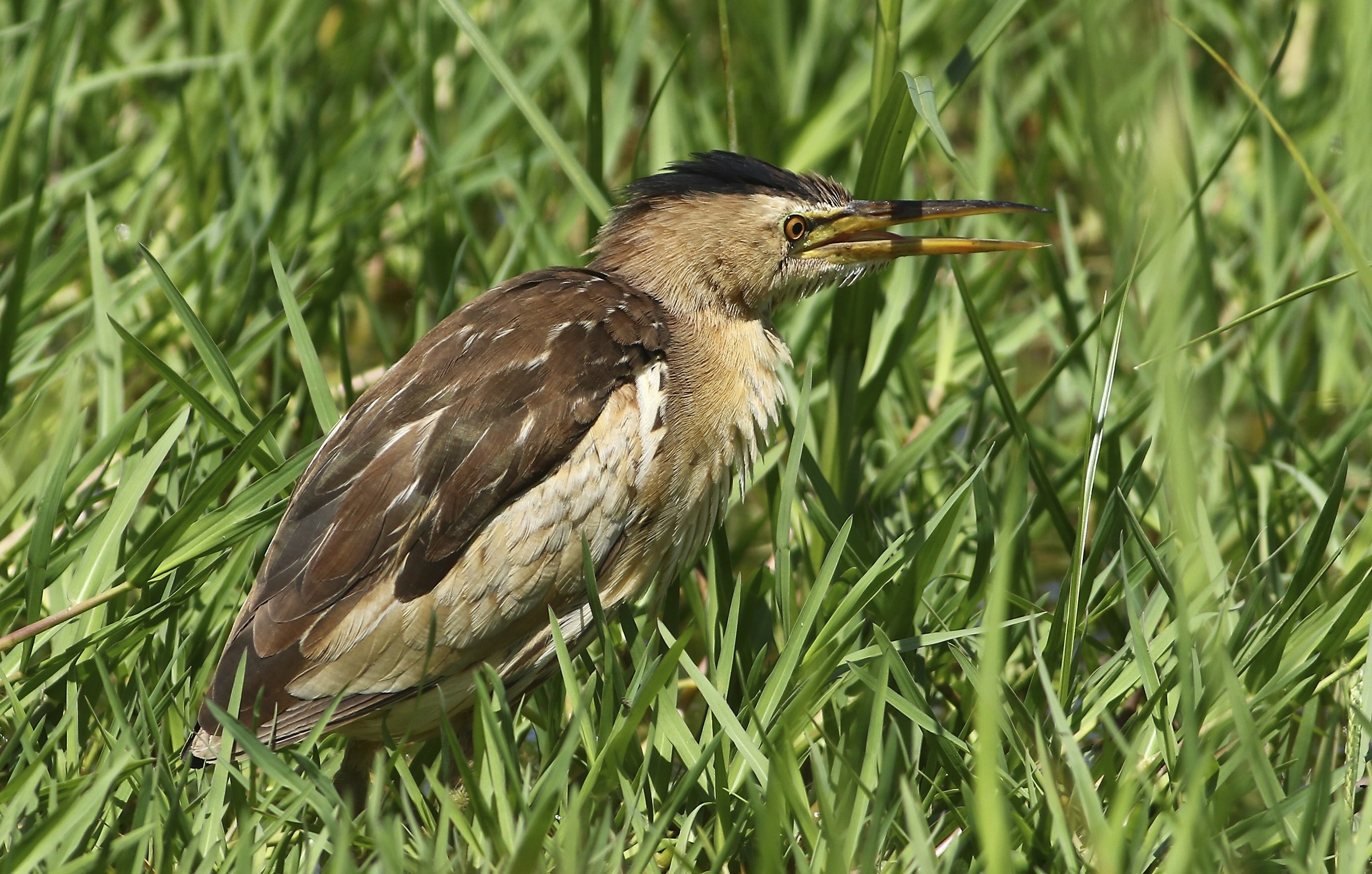 Bittern Ruffled