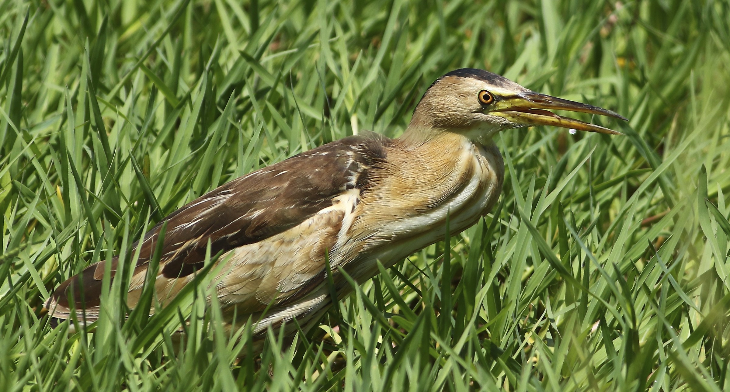 Bittern in grass