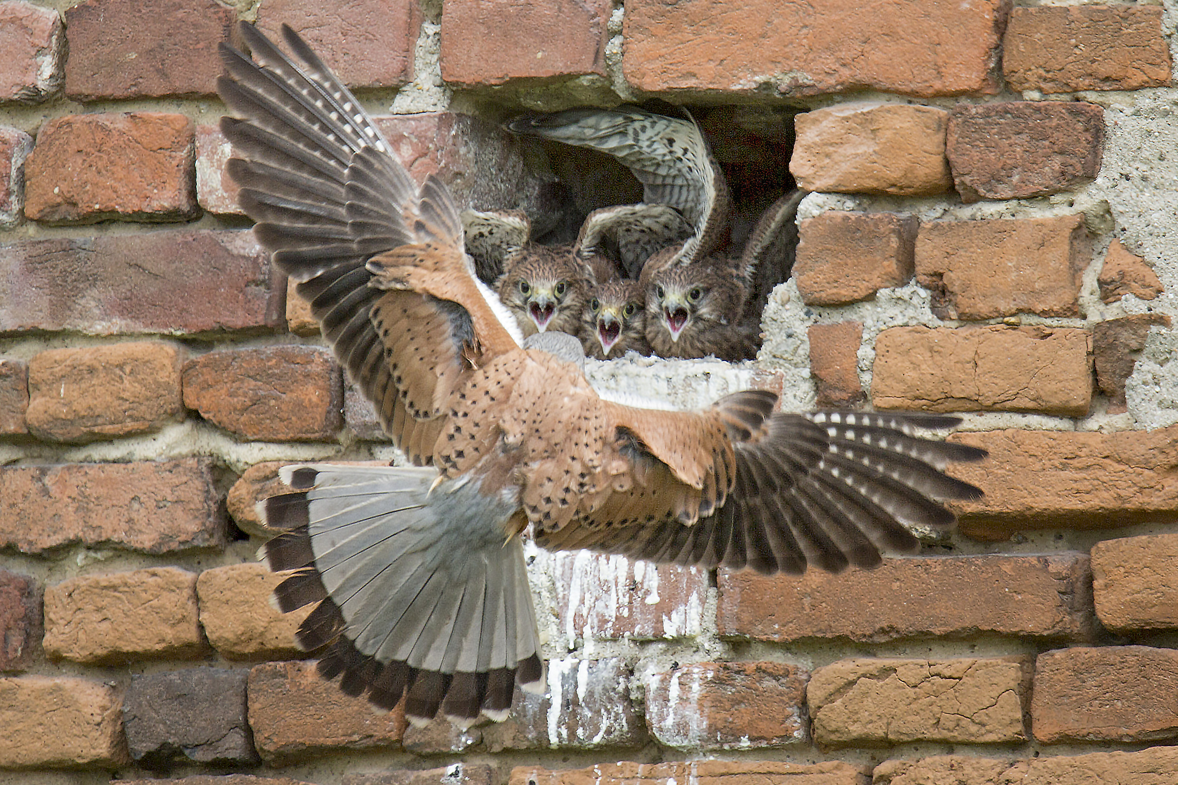 Small Hungry kestrels