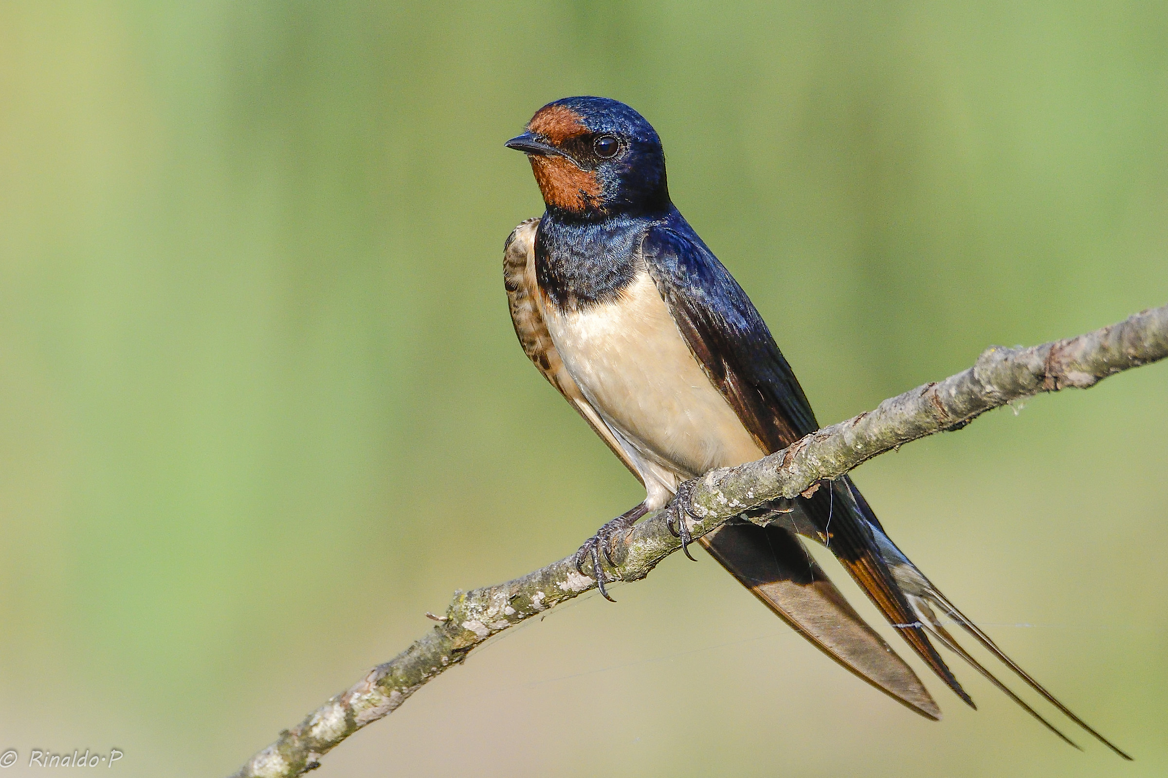 Swallow
