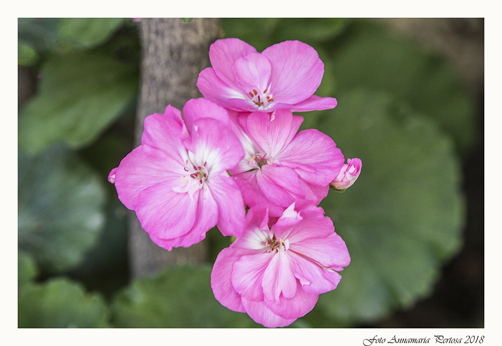 Coloriamoci la vita un po' di rosa...