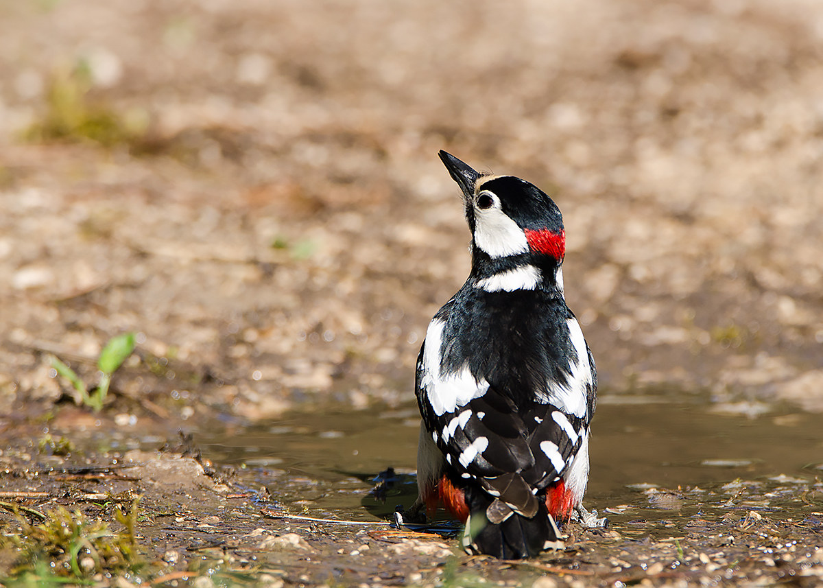 Red Woodpecker