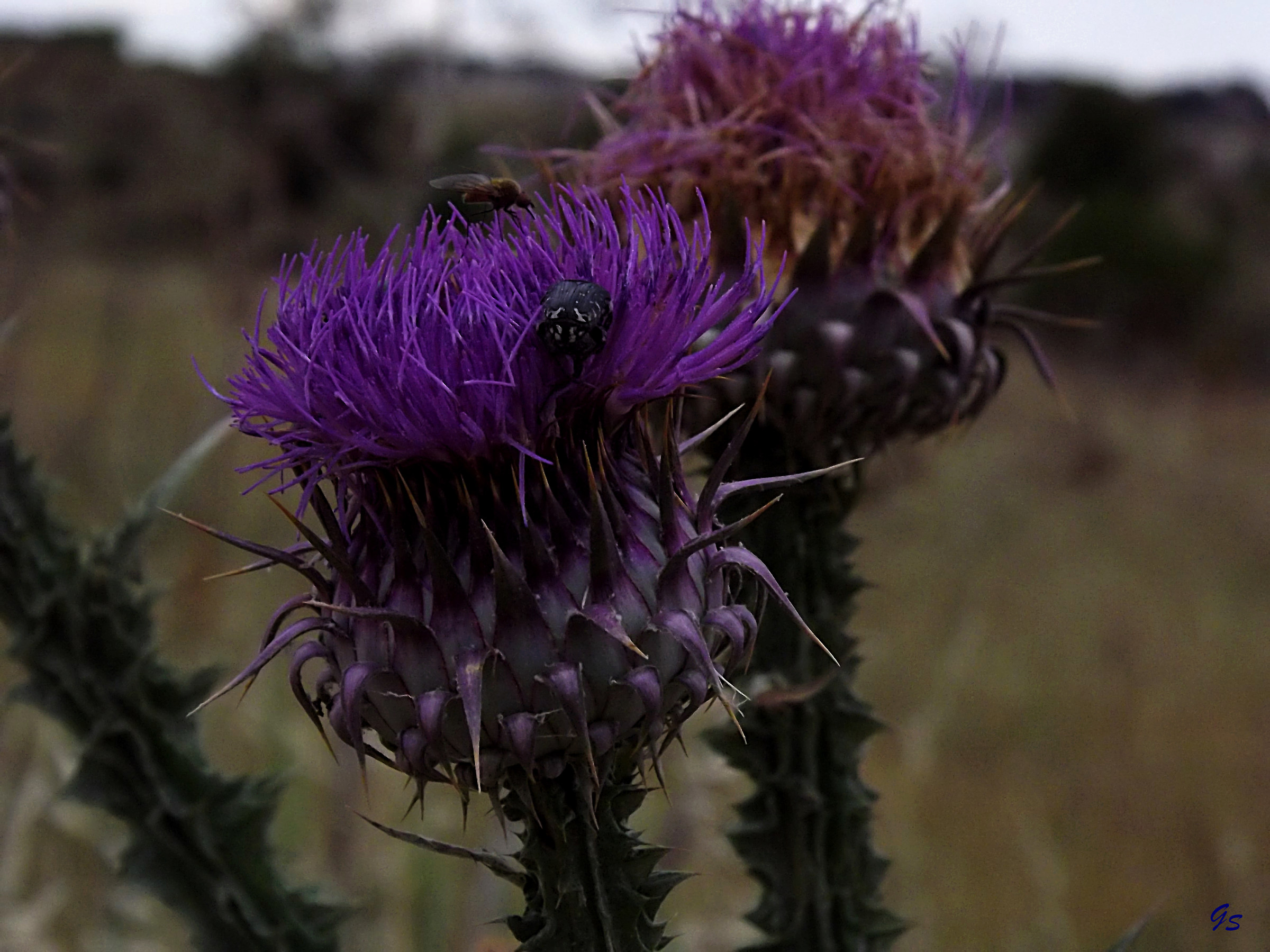 Punk Flowers