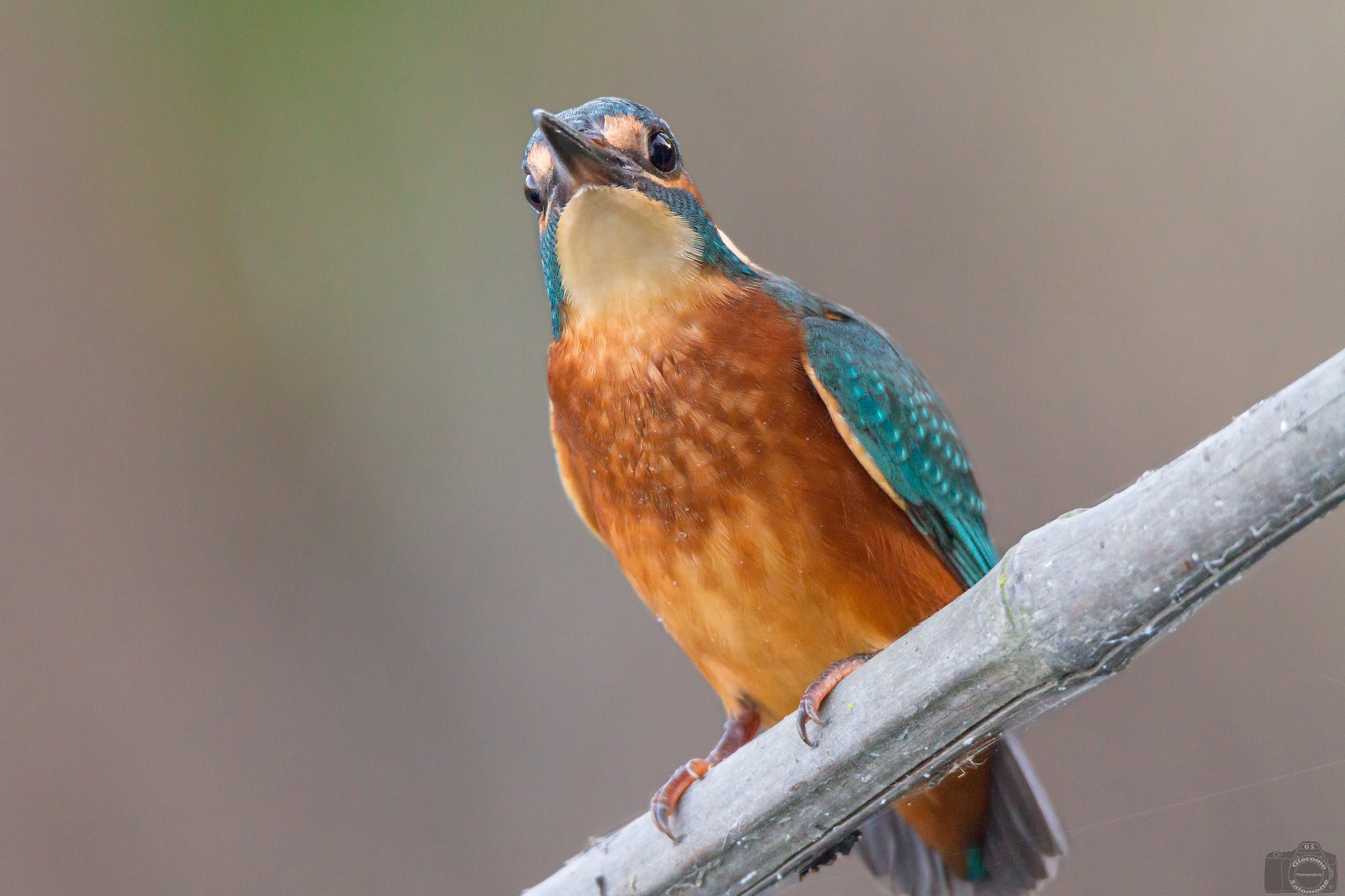 Are you mad at me? Kingfisher.