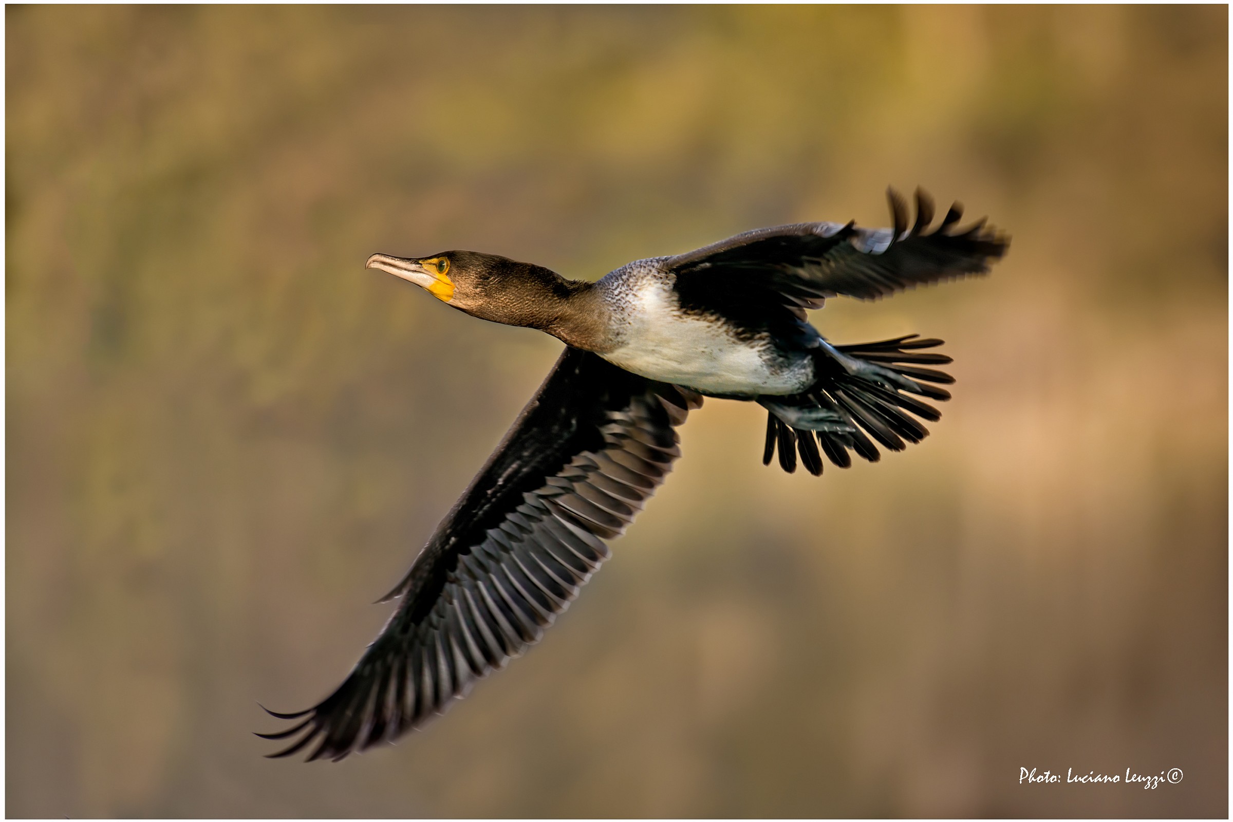 Cormorant - the flight