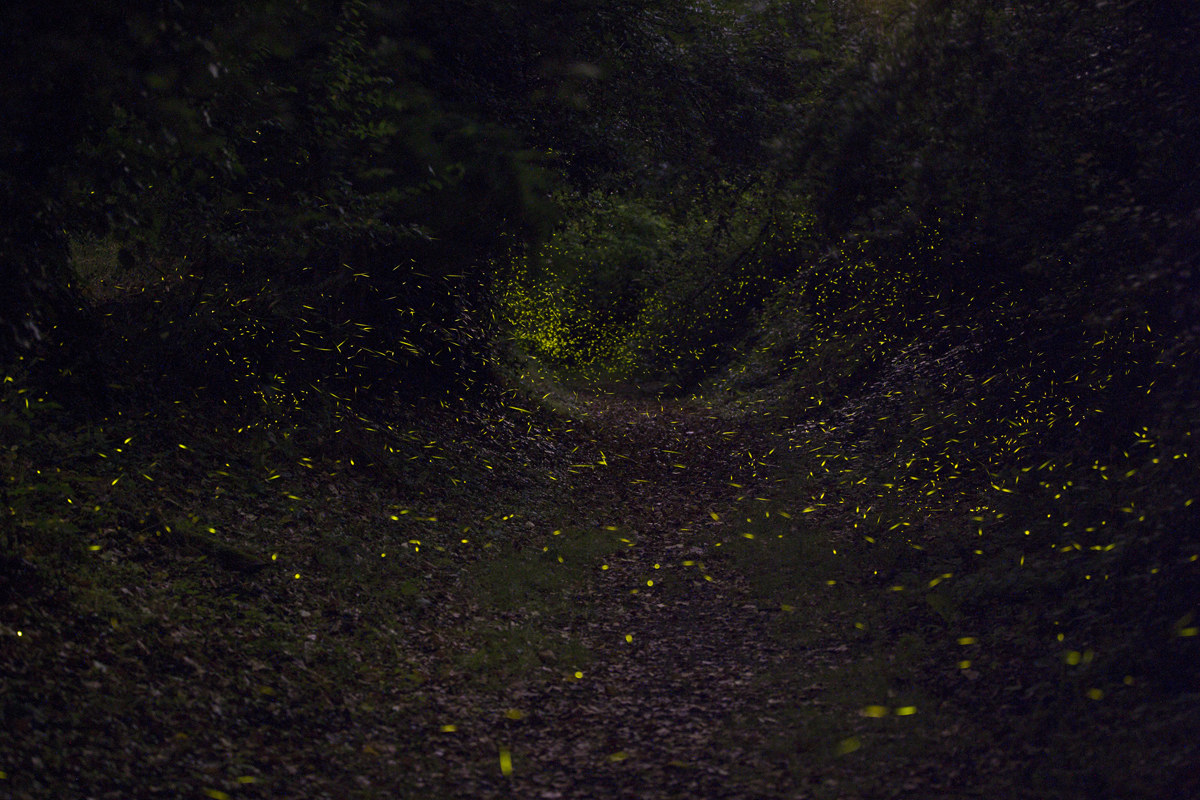 Fireflies... a rarity..... unfortunately