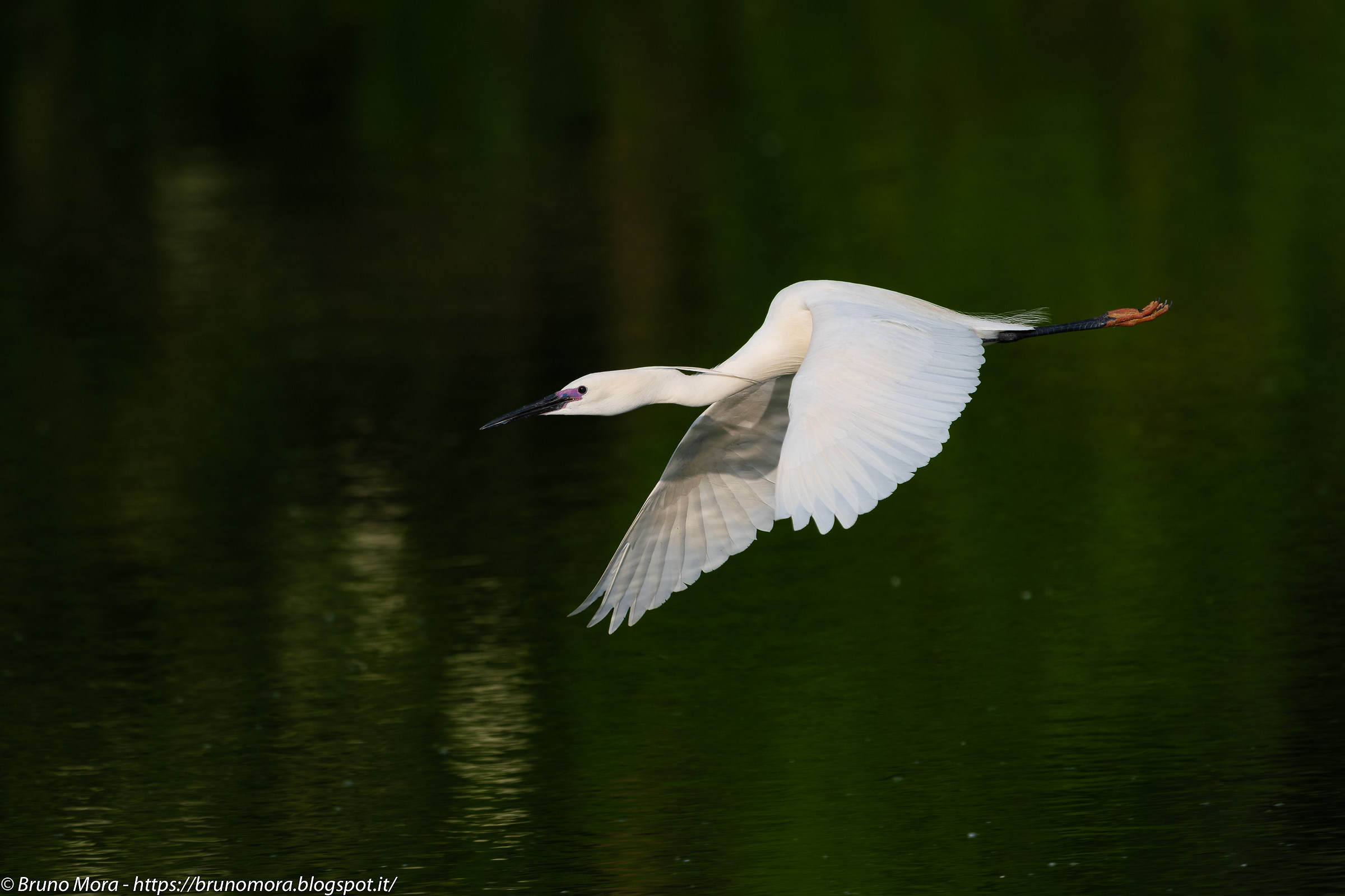 Egret in flight