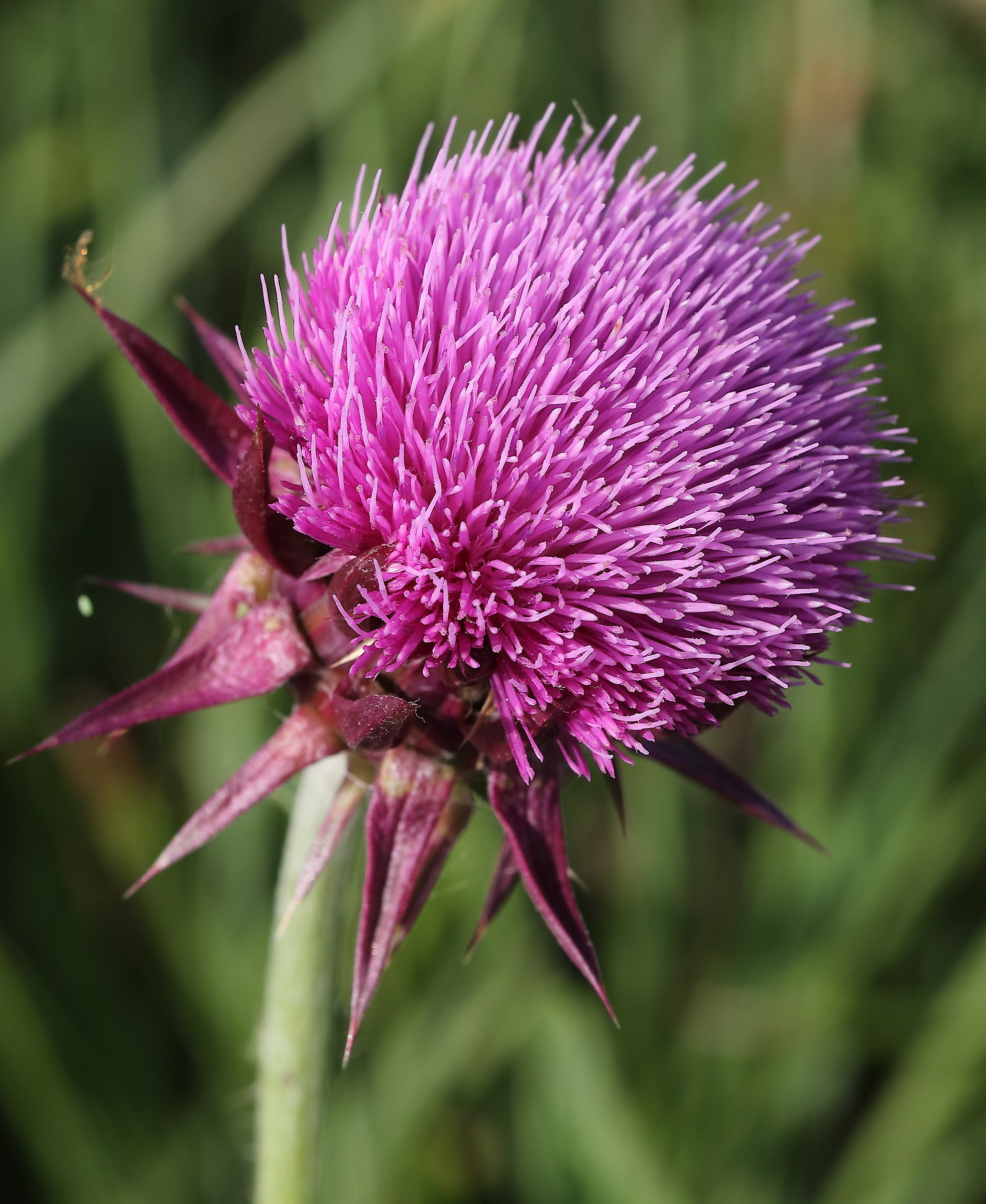 A spasso(in bici) con 5DsR provando l'EF 100 L Macro.