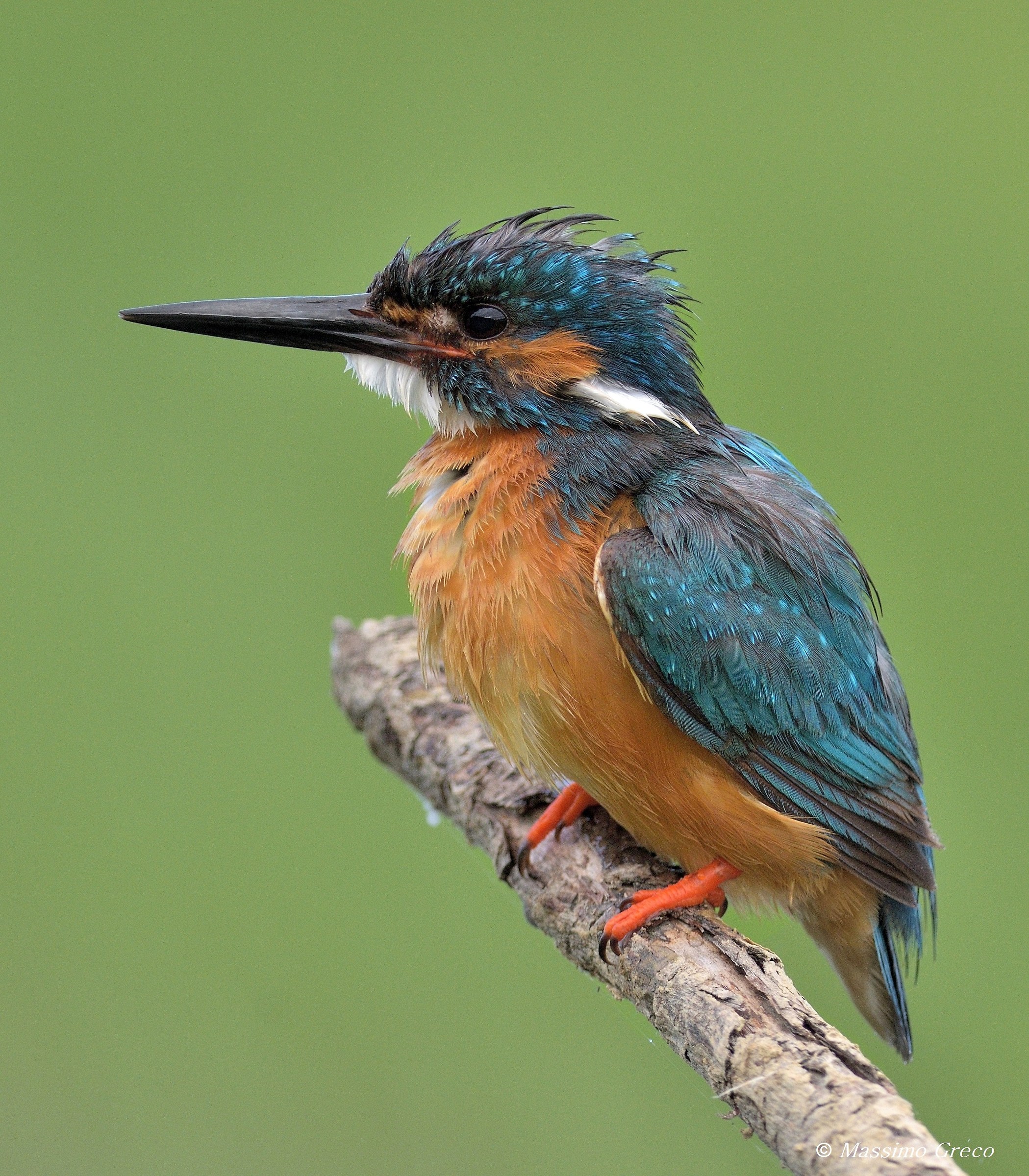 Kingfisher