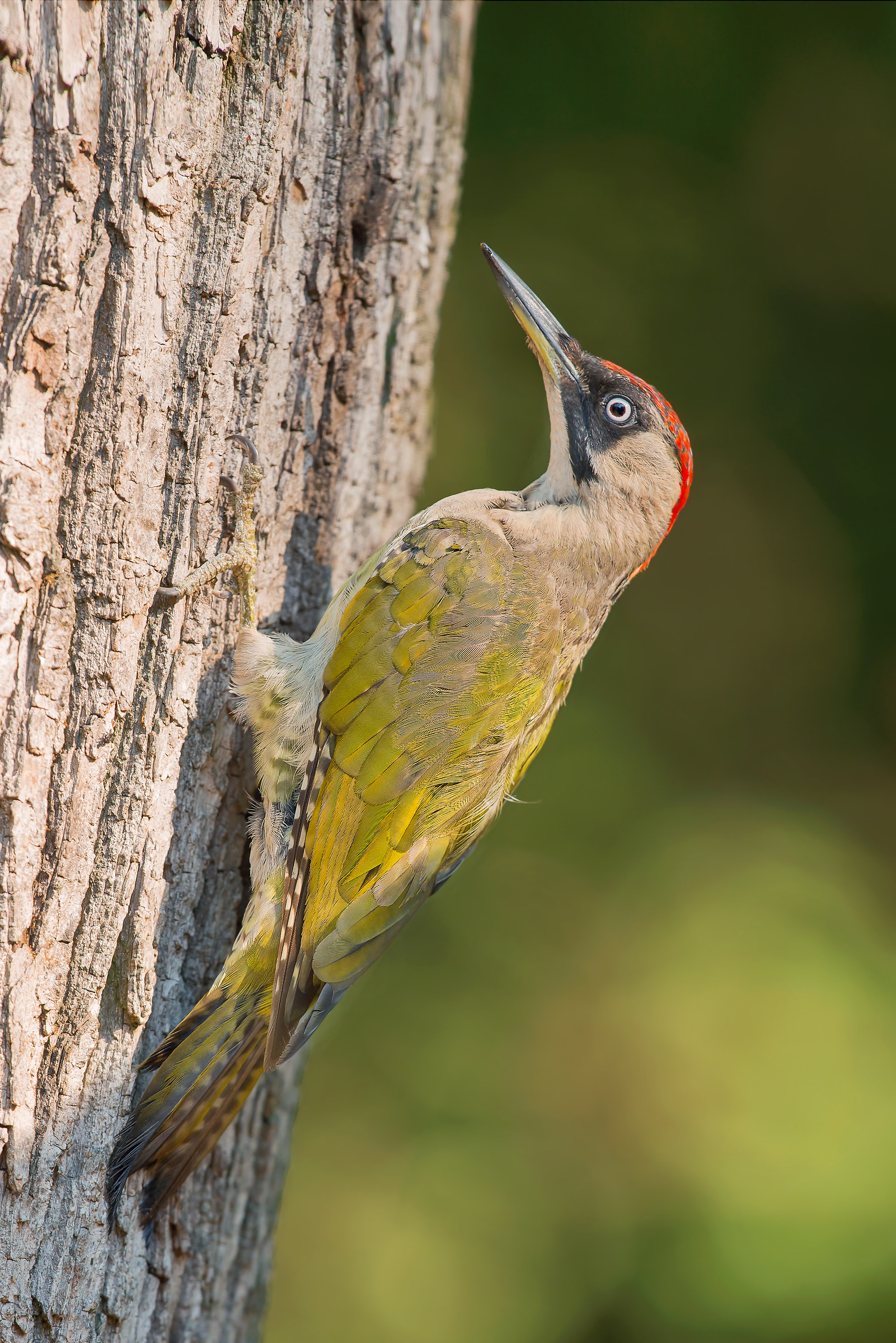 verde nella Hungaria