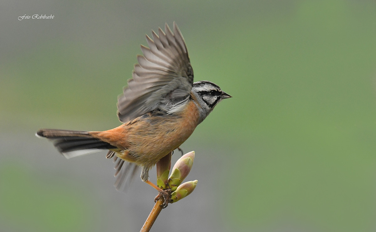 Yellowhammer Muciatto....
