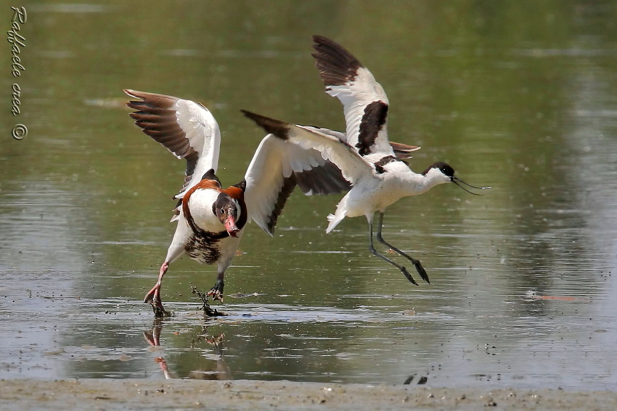Shelduck and Avocet: The defense of the small of Avocet