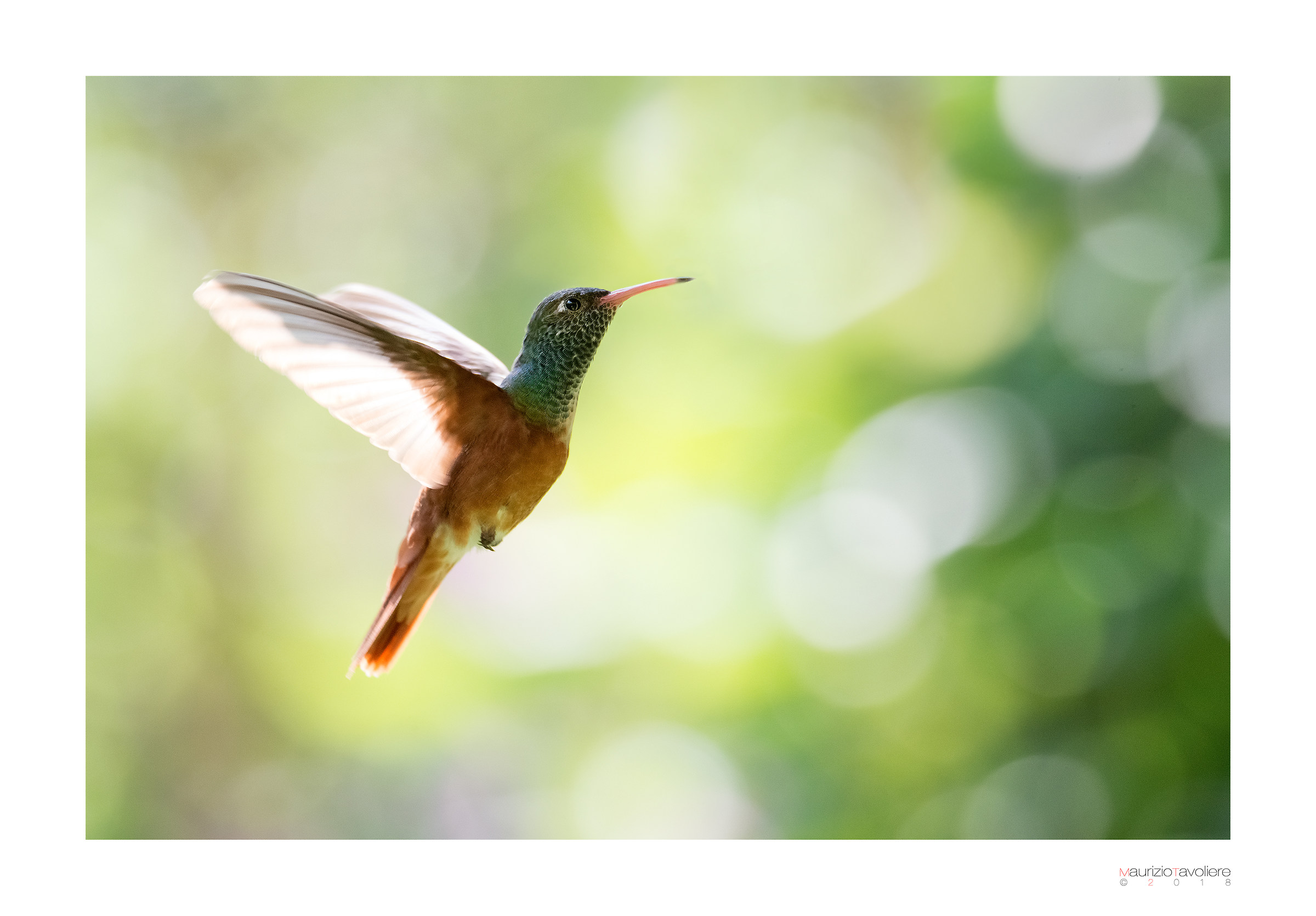 Hummingbird (No wild)