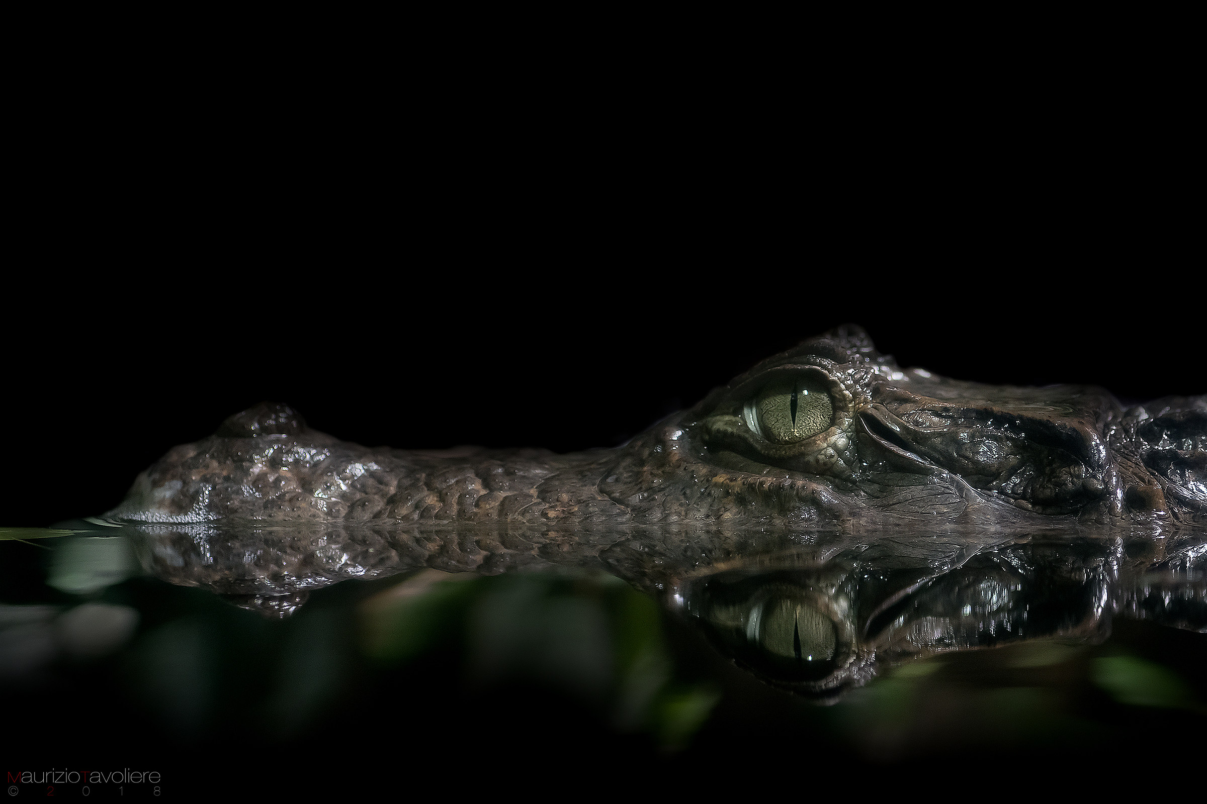 Dwarf Caiman (no wild)