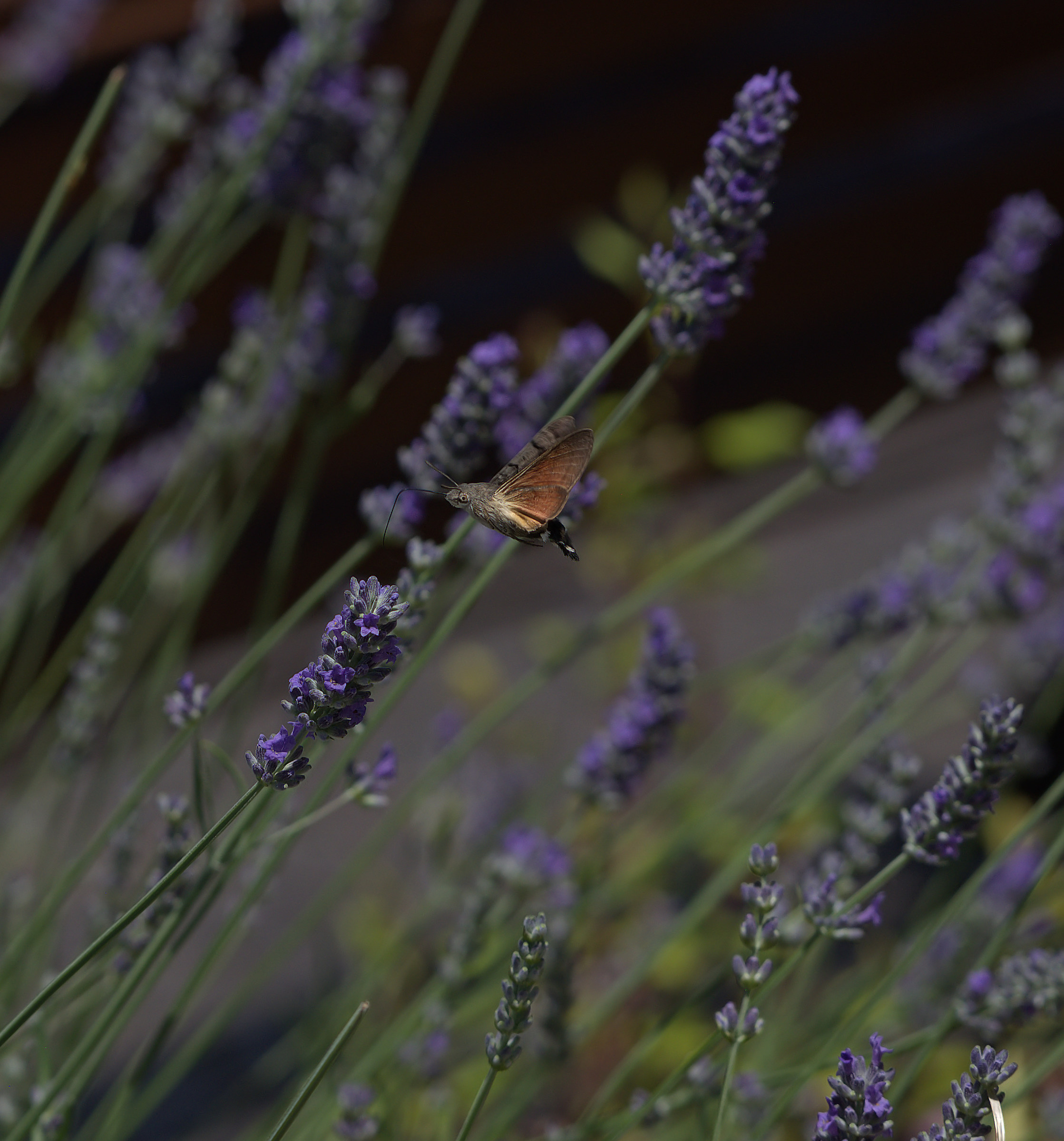 Sphinx Hummingbird on Lavender